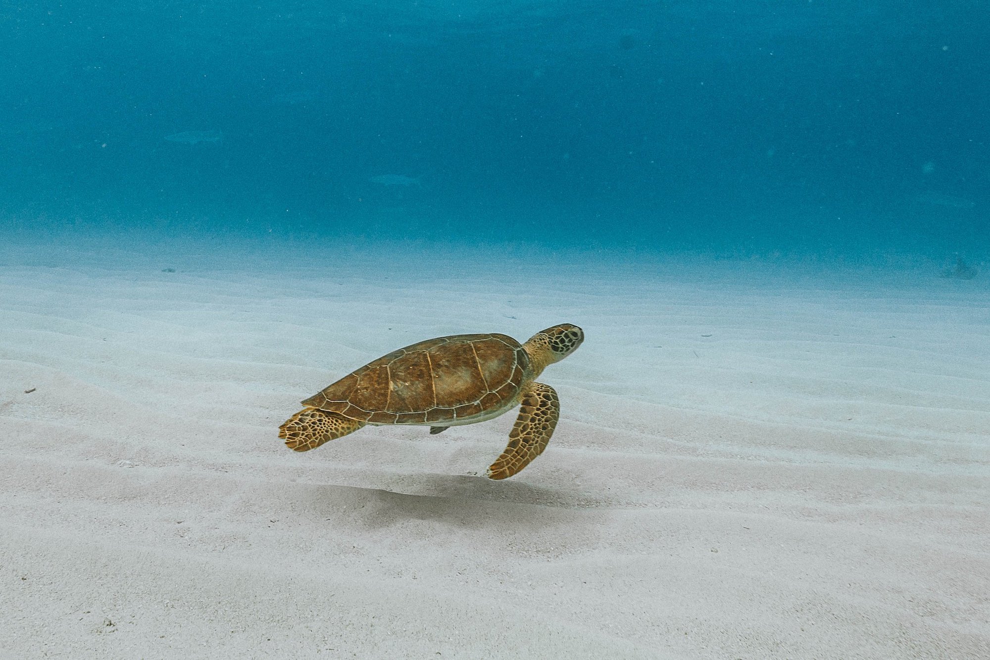 An+Unforgettable+Underwater+Photoshoot+Adventure+in+the+Florida+Keys+-+5-min.jpeg