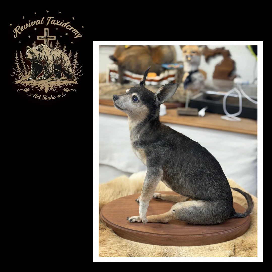 Pet memorial displays honoring beloved animal companions by Revival Taxidermy Art Studio.
