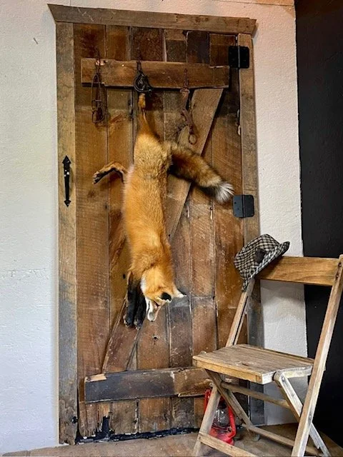 Dead hang red fox on custom barn wood door 