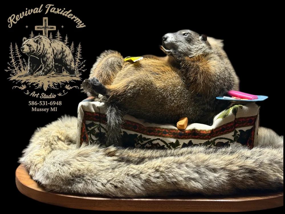 Michigan custom taxidermy featuring unique wildlife mounts by Revival Taxidermy Art Studio.