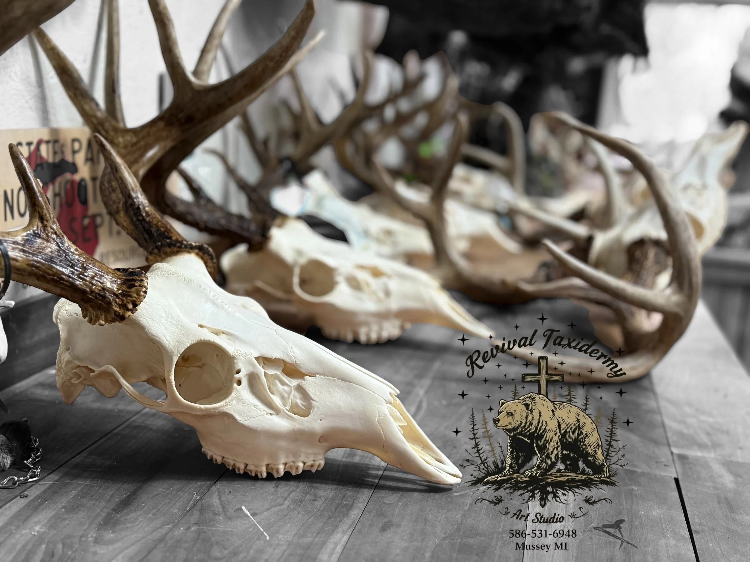 Animal skulls with antlers displayed on a table, with a logo for Revival Taxidermy, an art studio in Mussey, Michigan, showing a bear and a cross.