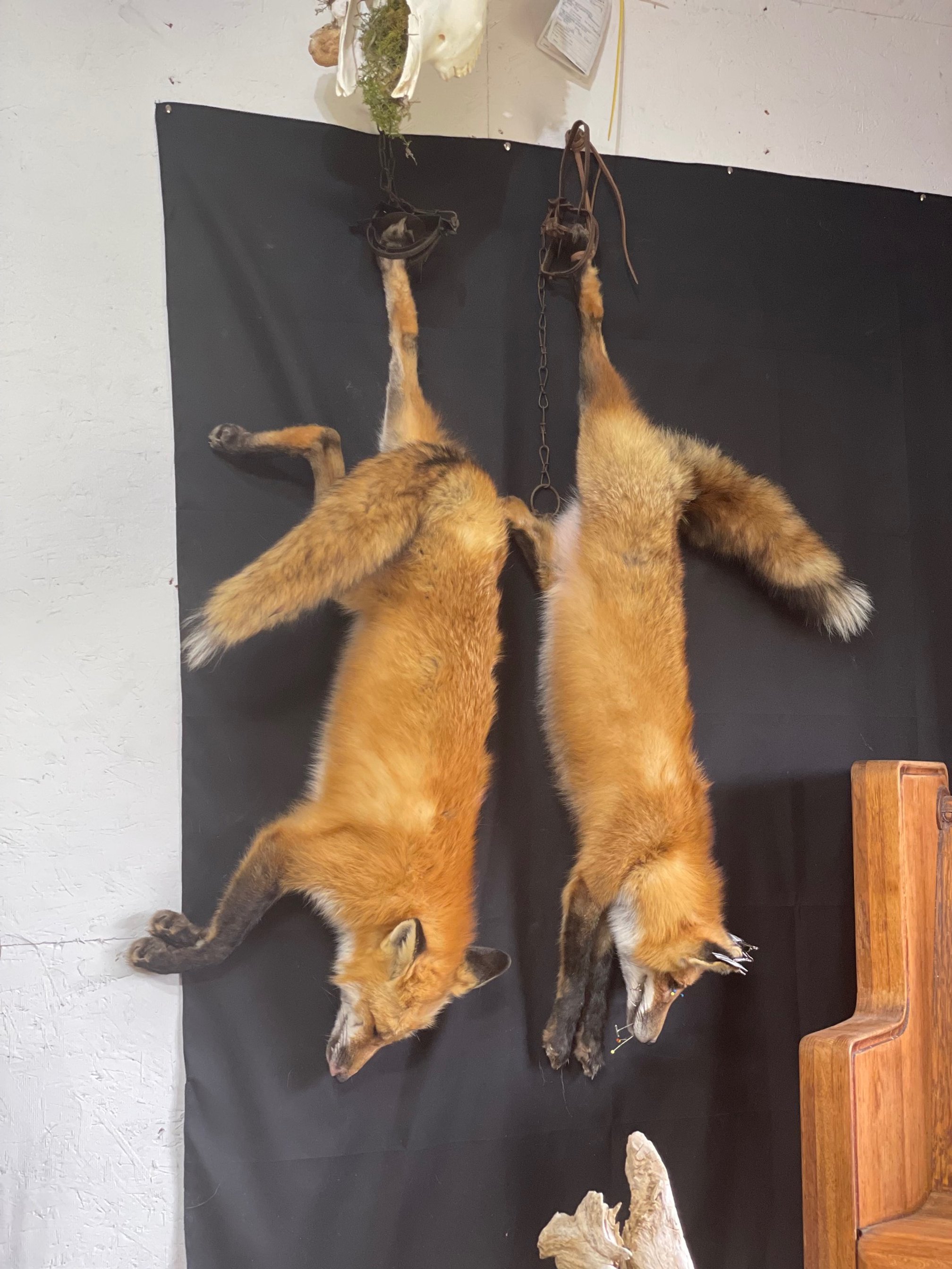 Fresh Dead fox and Taxidermied, Side by Side 
