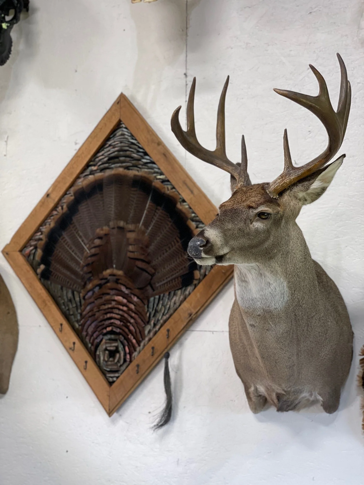 Custom Feather Art and Whitetail Shoulder Mount 2024
