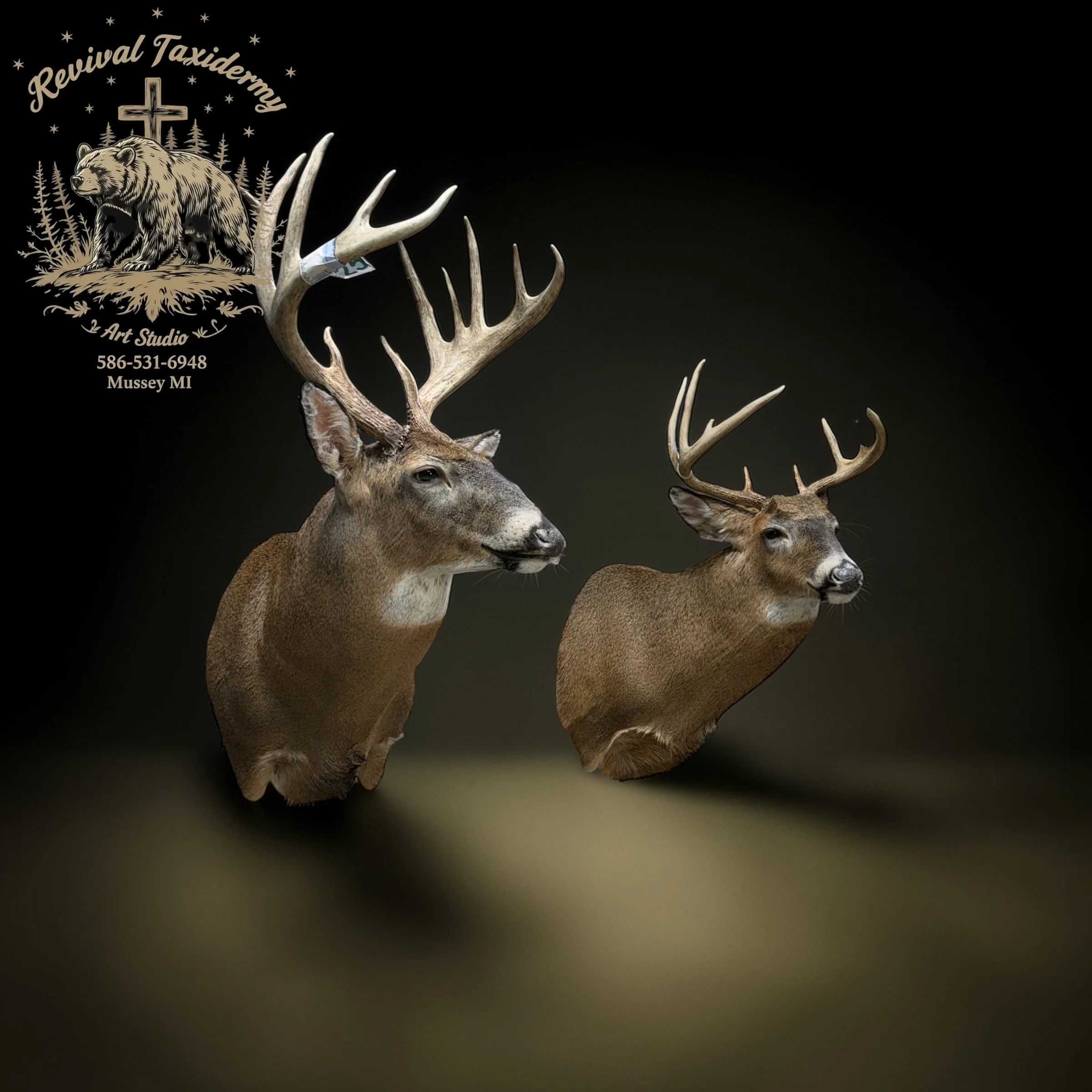 Two deer busts with large antlers against a dark background, logo of Revival Taxidermy featuring a bear and cross in the top left corner.