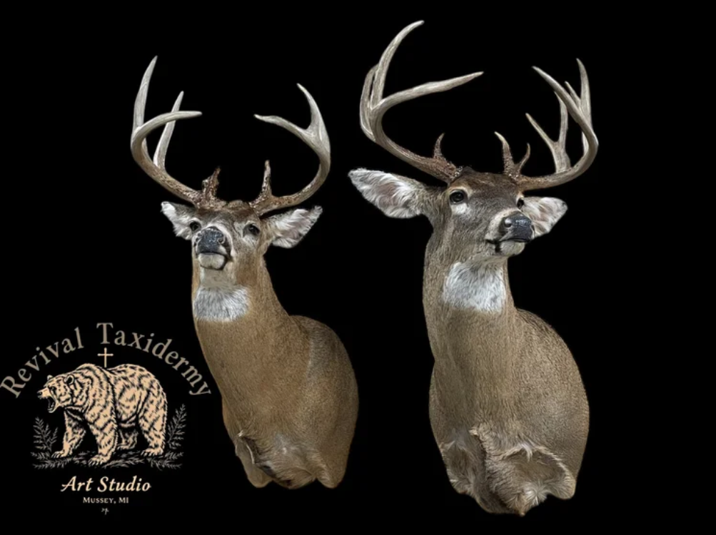 Michigan whitetail deer taxidermy featuring a lifelike custom buck mount by Revival Taxidermy Art Studio.