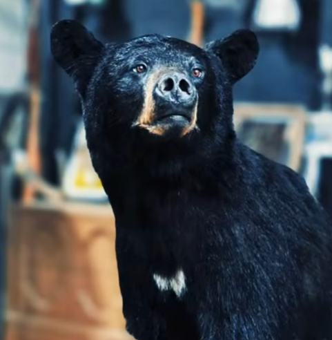 Michigan bear taxidermy featuring a lifelike custom bear mount by Revival Taxidermy Art Studio.