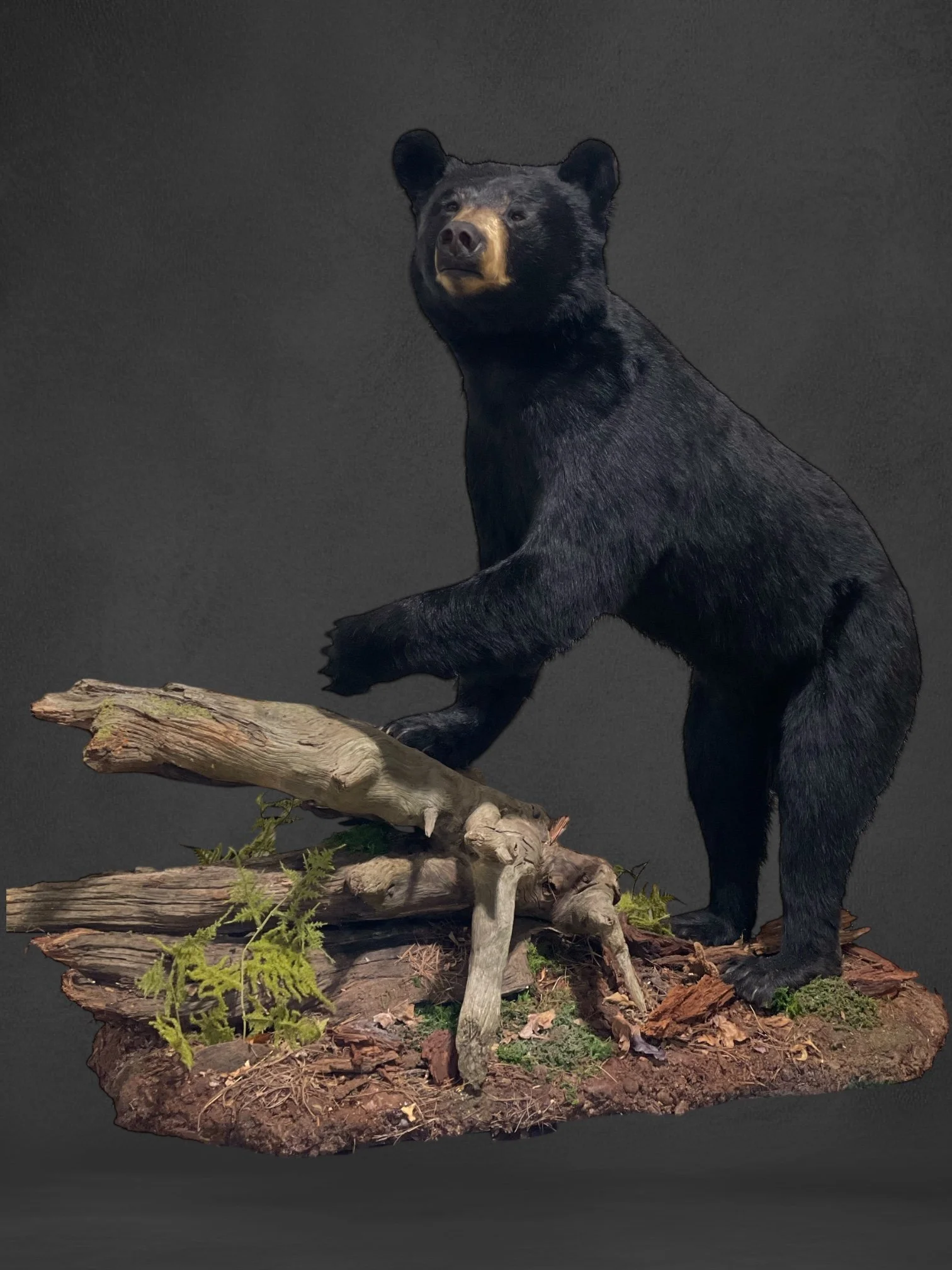 Photoroom_20250128_Frostick  bear.jpg