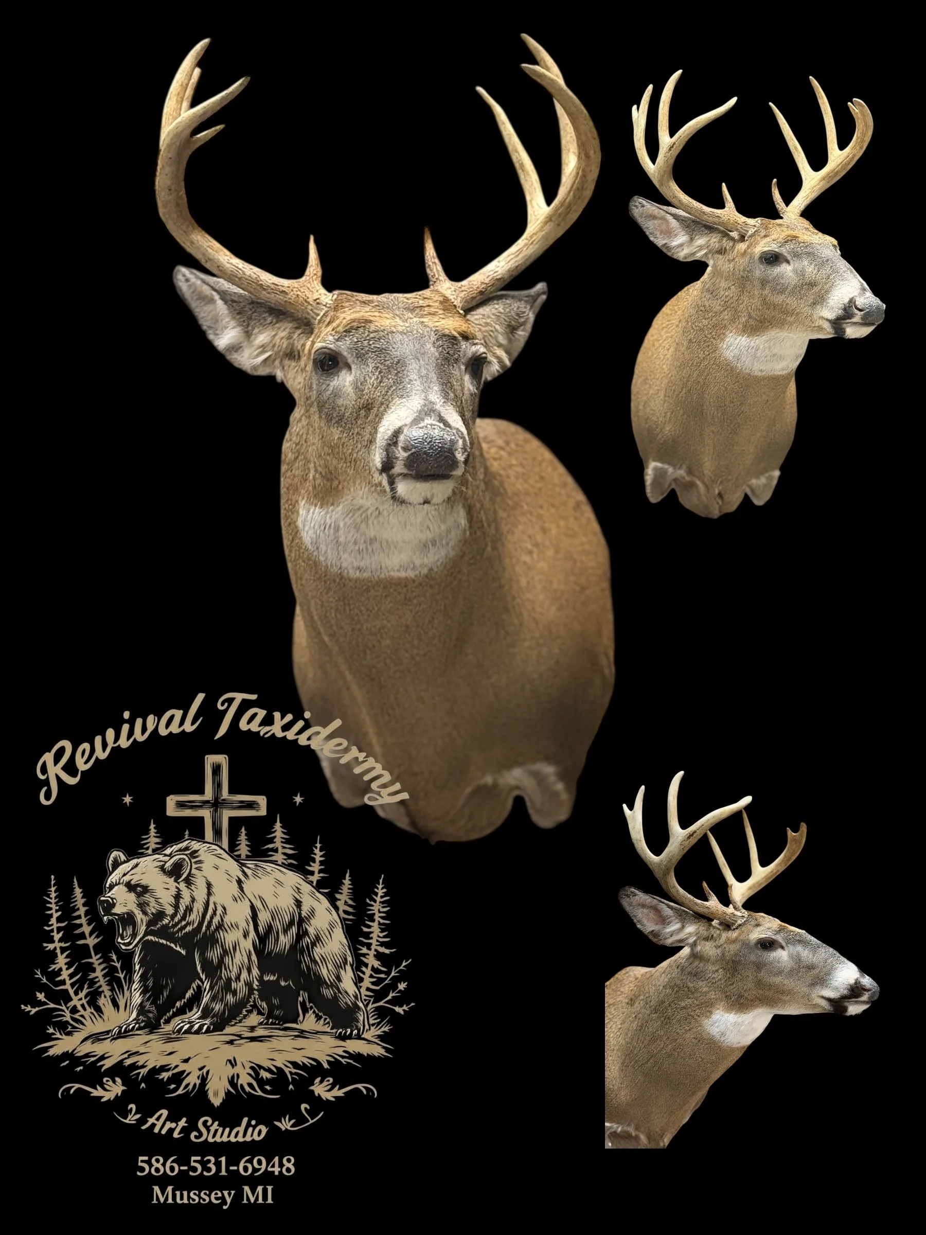 Design for Revival Taxidermy featuring three mounted deer heads with antlers, a logo with a bear, trees, and a cross, and contact information in Mussey, MI.