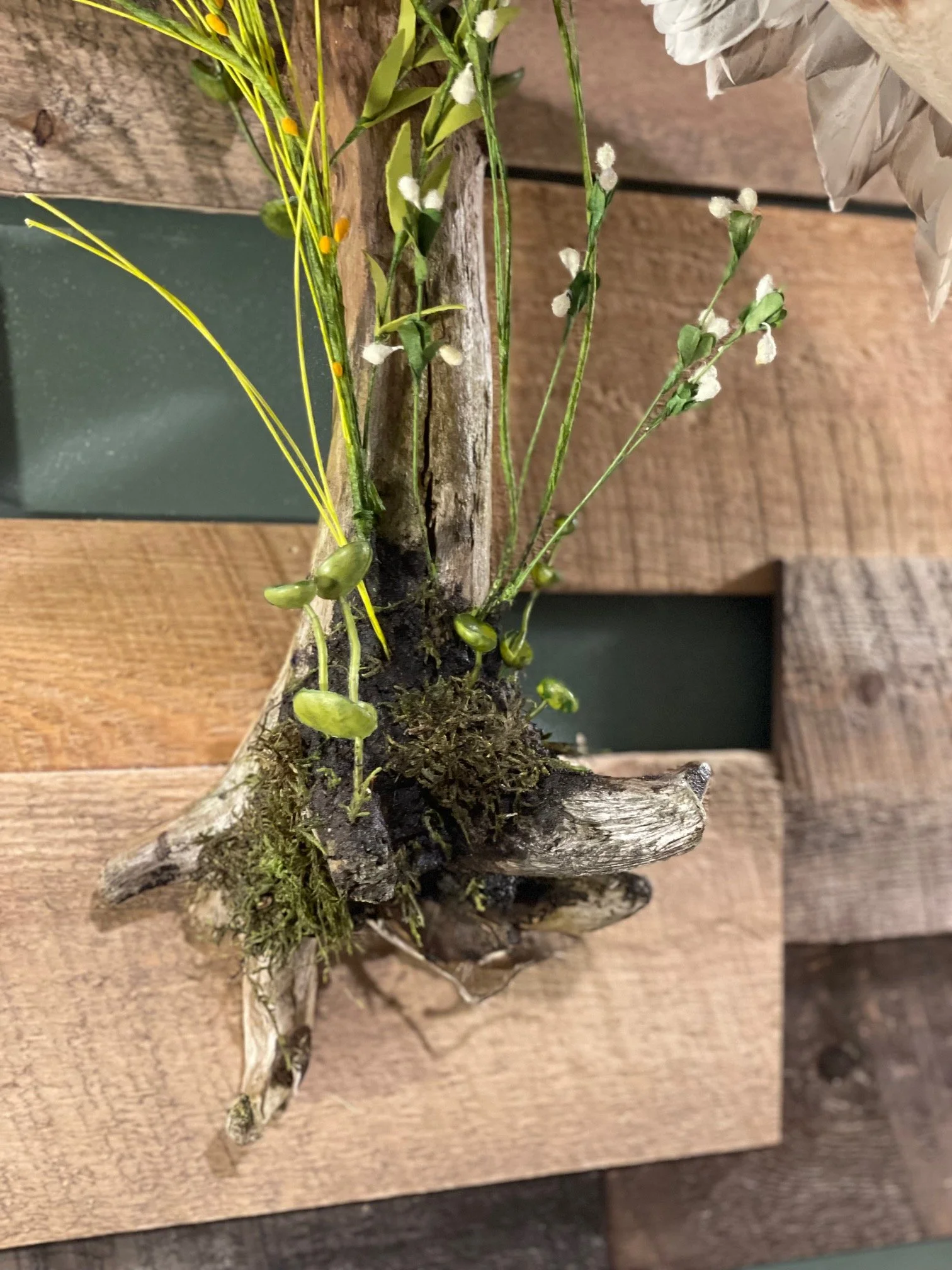 Close up Mallard Display 2024