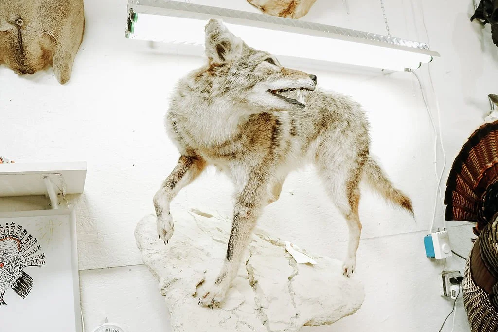 Coyote full body, Habitat not complete