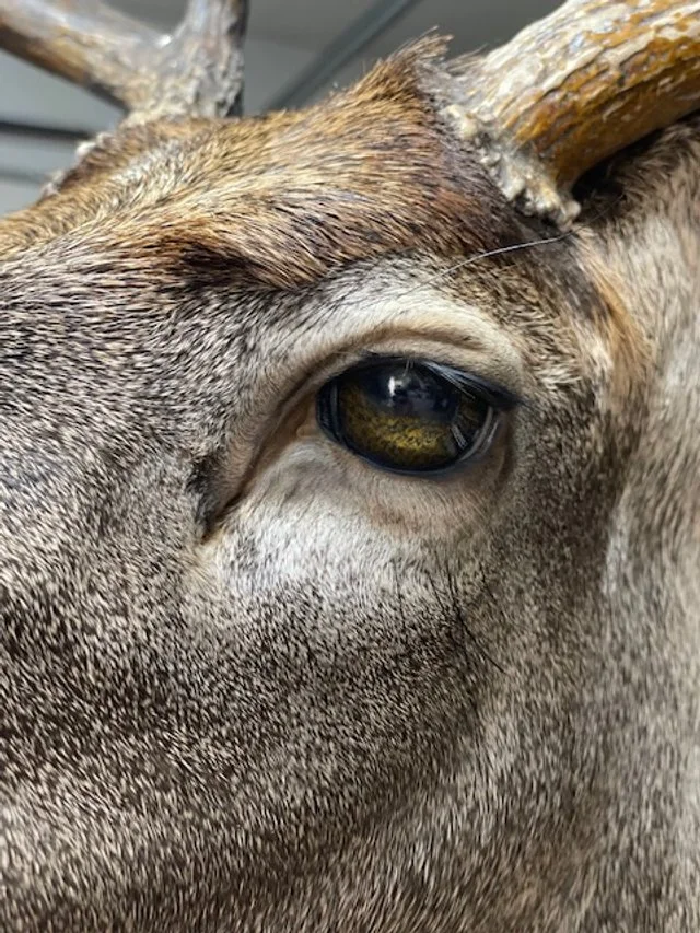 Eye Detal Whitetail 