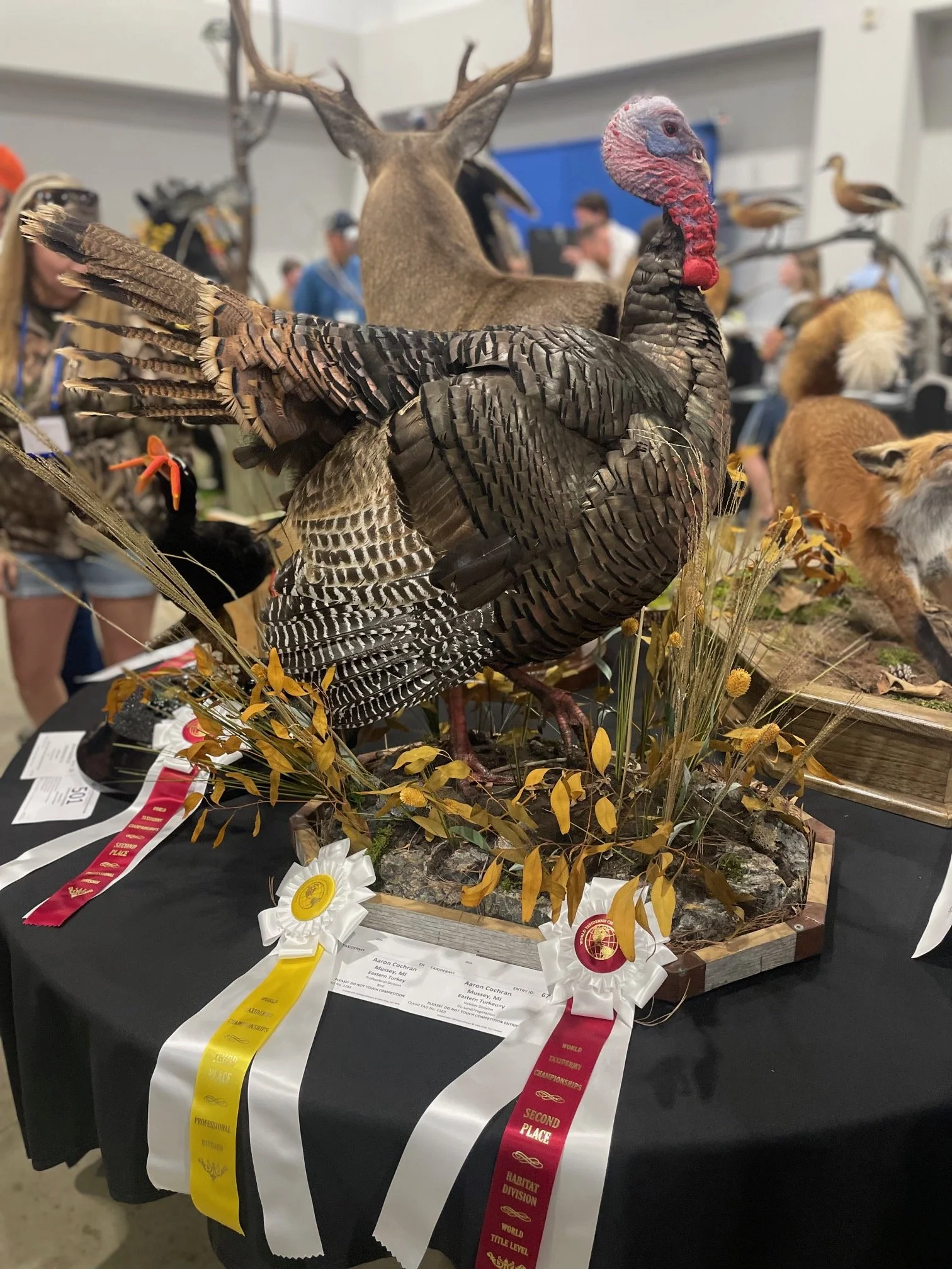 Half Strut Turkey at Worlds 
