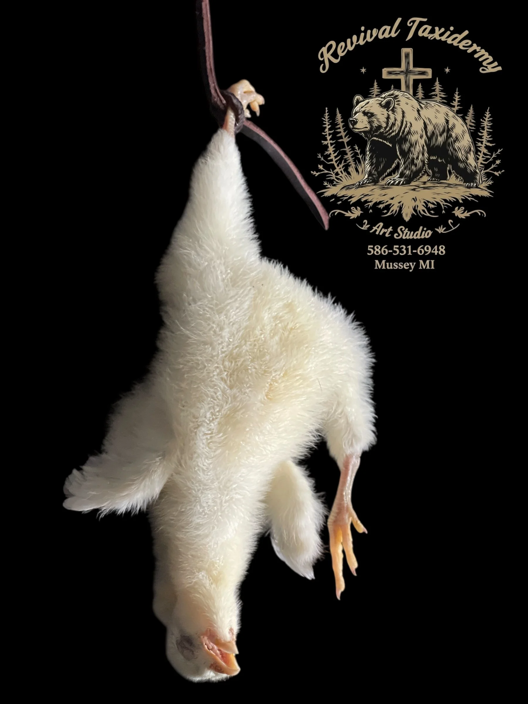 Baby Farm Chick Taxidermy--3 Day Old Dead Hang Display