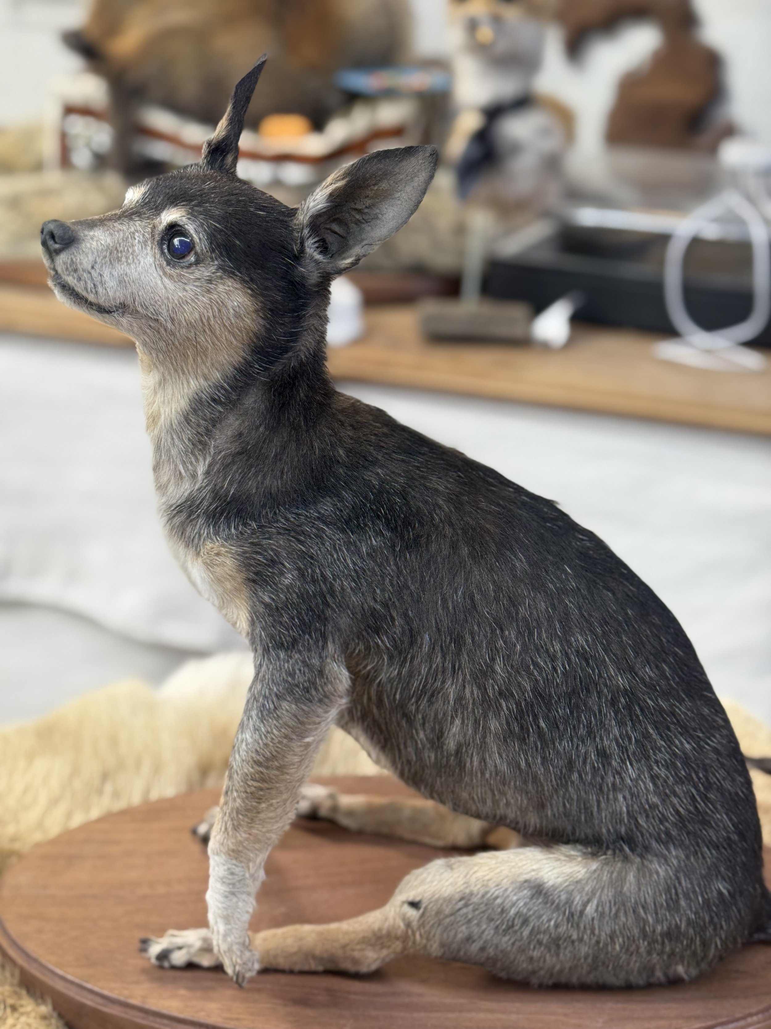 A taxidermy mount of a small dog, likely a Chihuahua, sitting on a wooden platform in a cluttered indoor setting.
