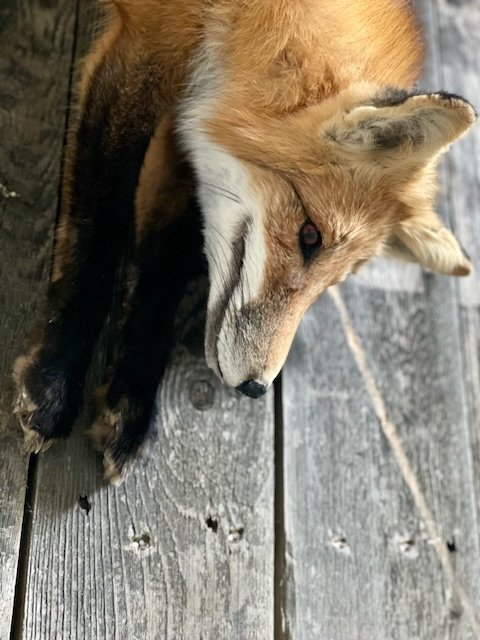 Red Fox
