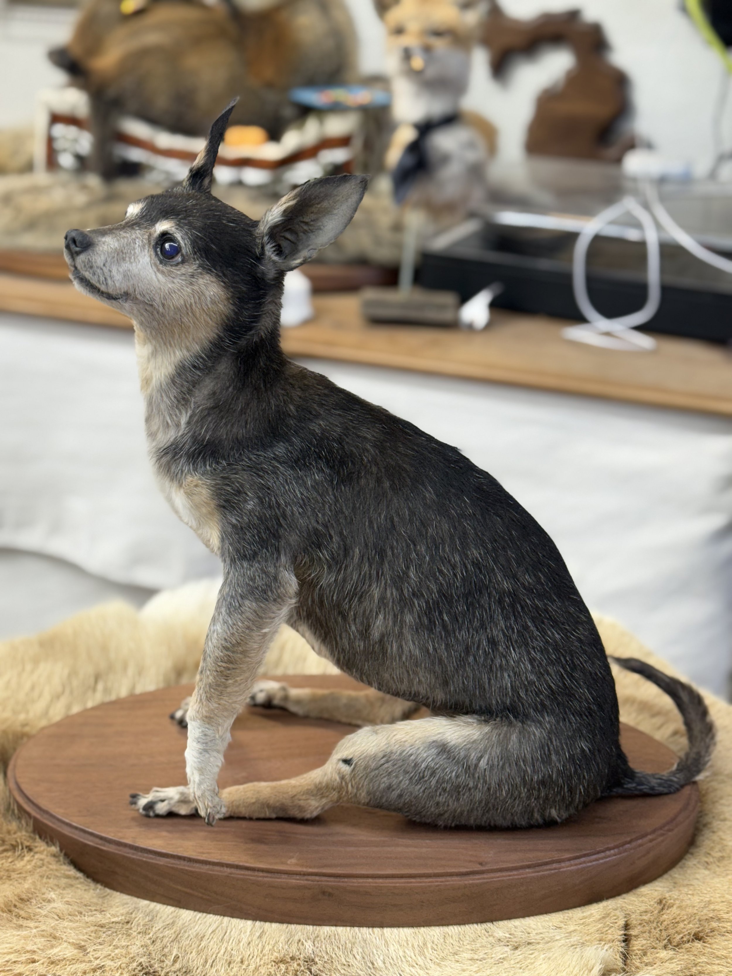 A taxidermy mount of a small gray and tan dog with upright ears, sitting on a round wooden base.