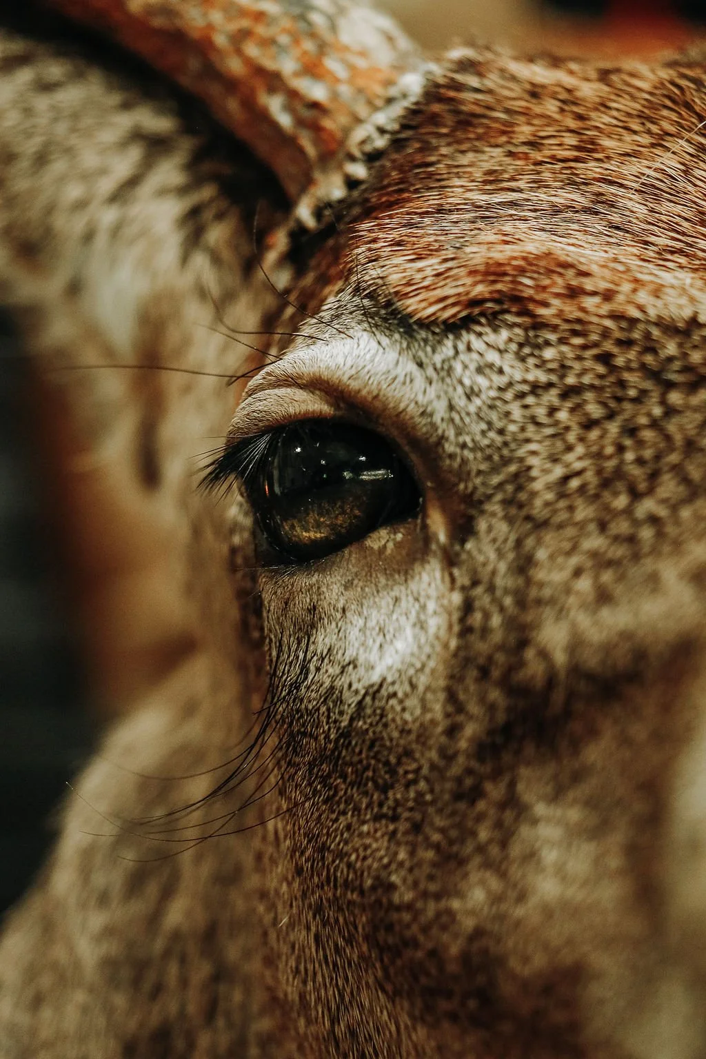 Eye Detail Whitetail 