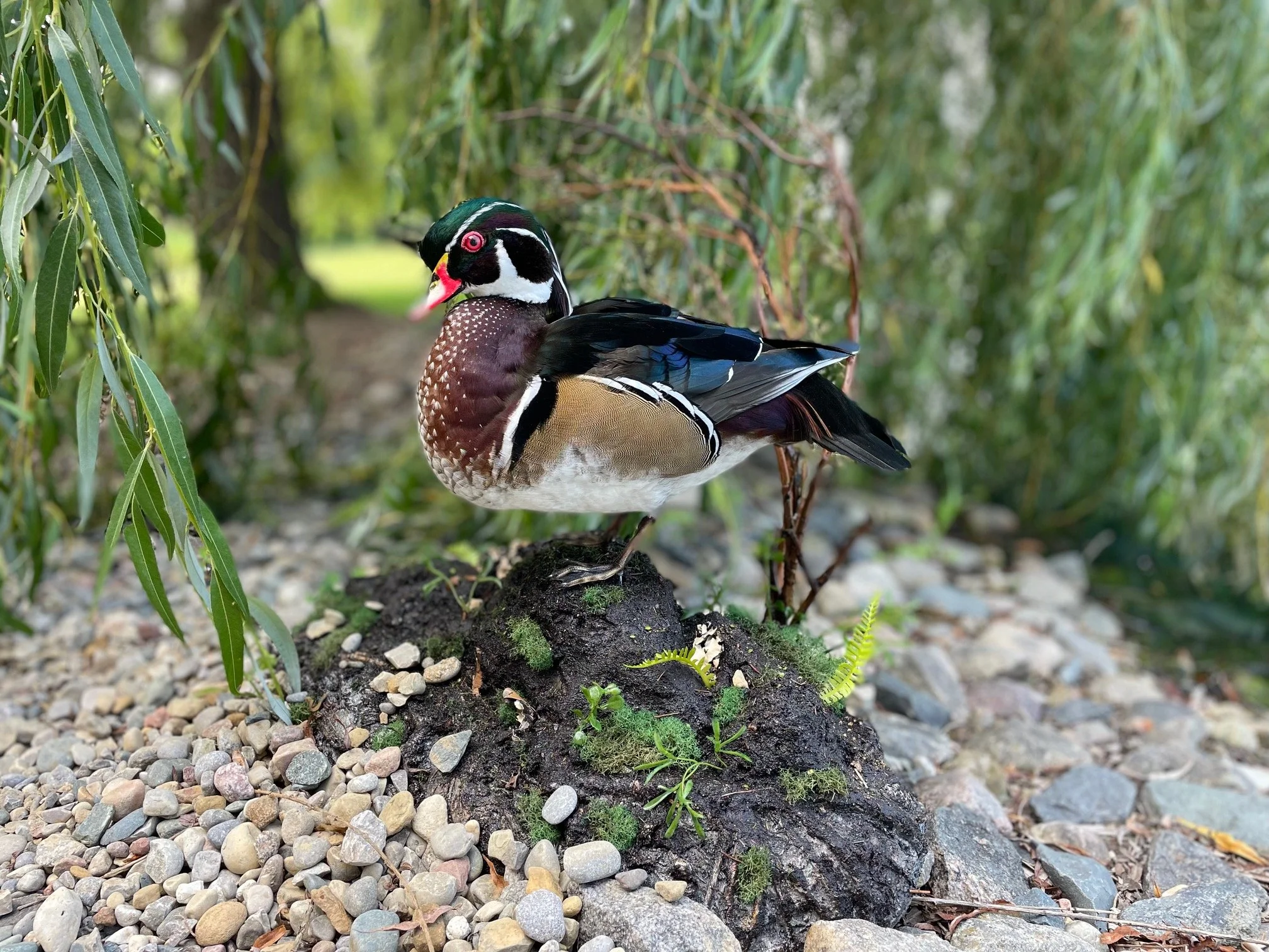 Wood duck with Custom display 2024