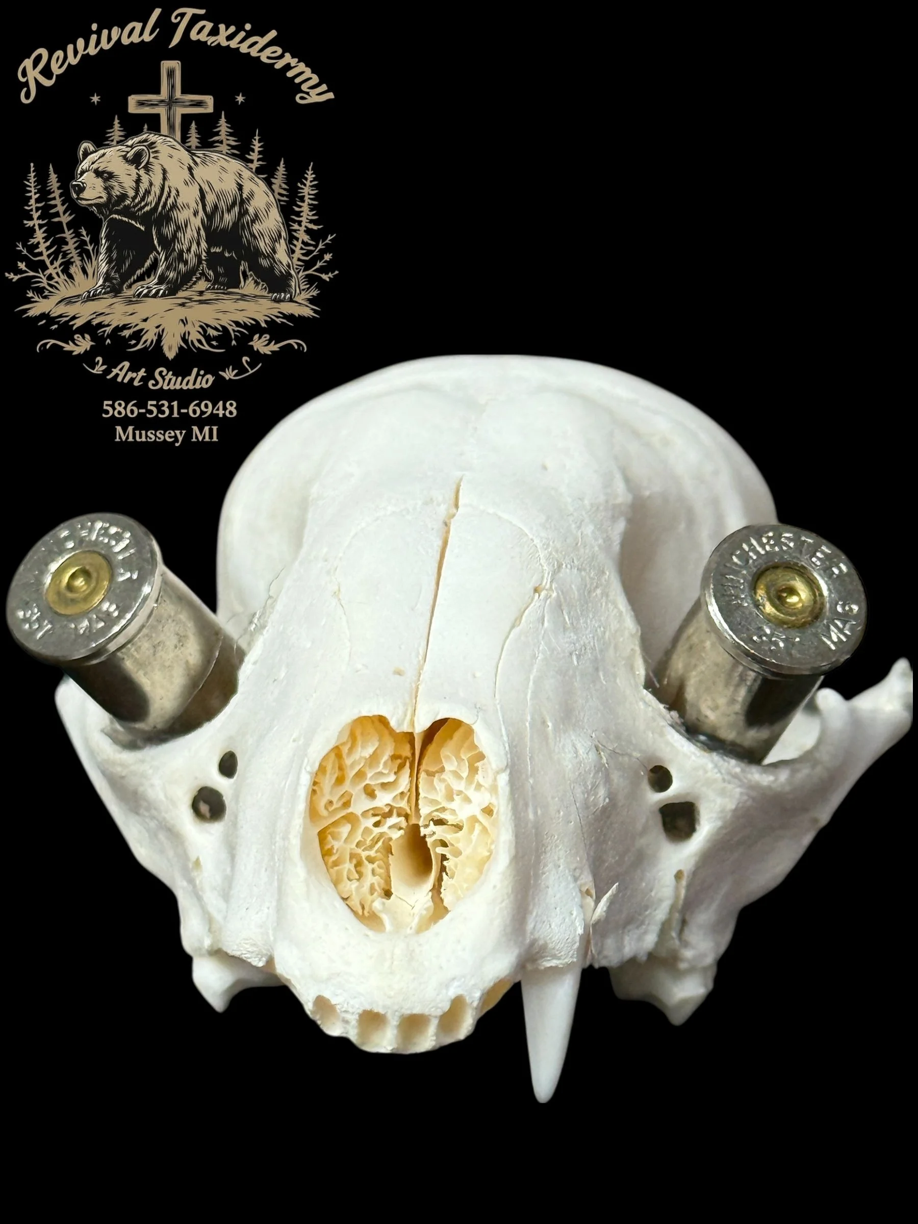 Raccoon Skull Oddity--.357 Casing Inlay
