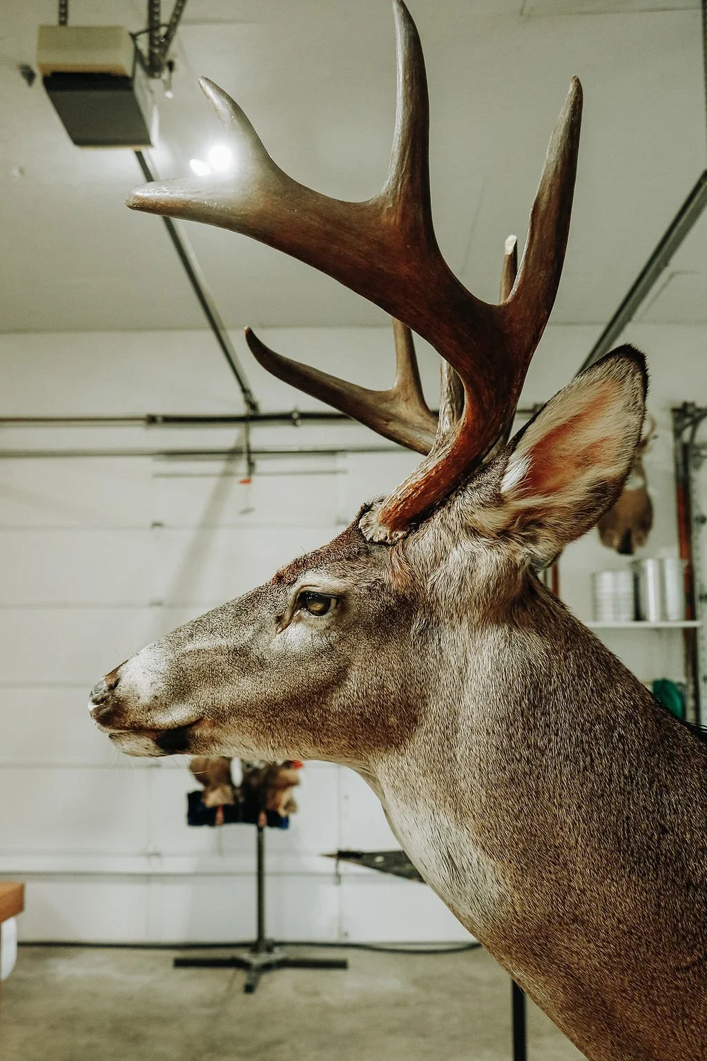 Shoulder Mount Revival with 80 year old Antlers 
