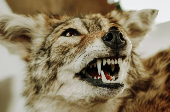 Michigan coyote taxidermy featuring a lifelike custom coyote mount by Revival Taxidermy Art Studio.