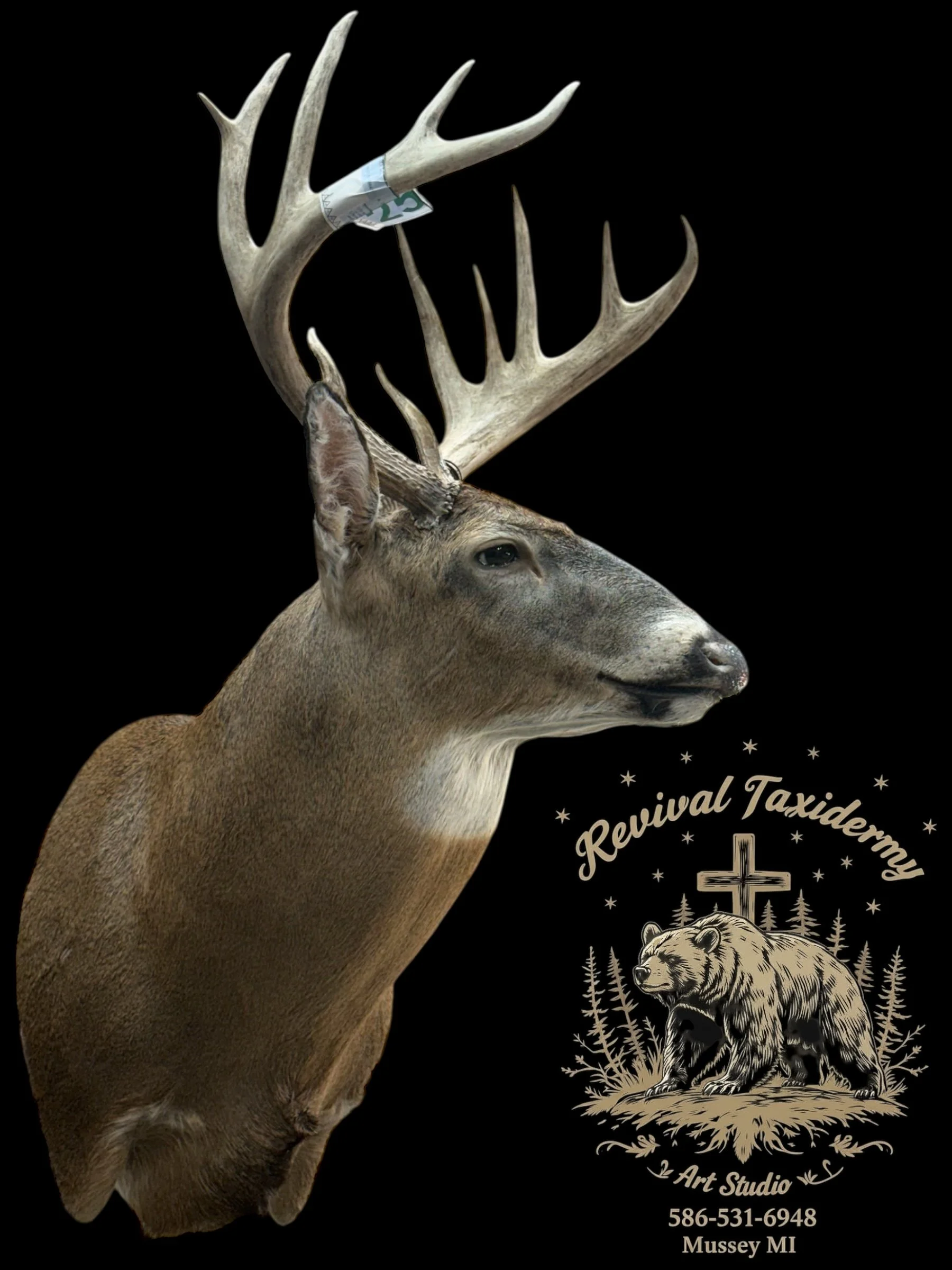 A deer with large antlers, one of which has a folded dollar bill attached, standing in front of a black background. There is a logo featuring a bear and the text "Revival Taxidermy Art Studio" with contact information and location in Mussey, MI.