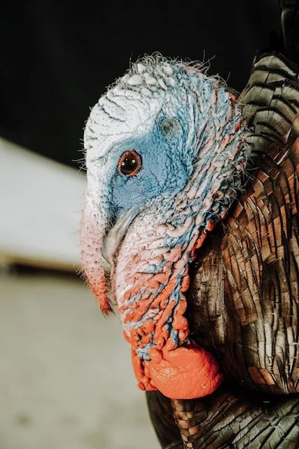 Close up Head detail 