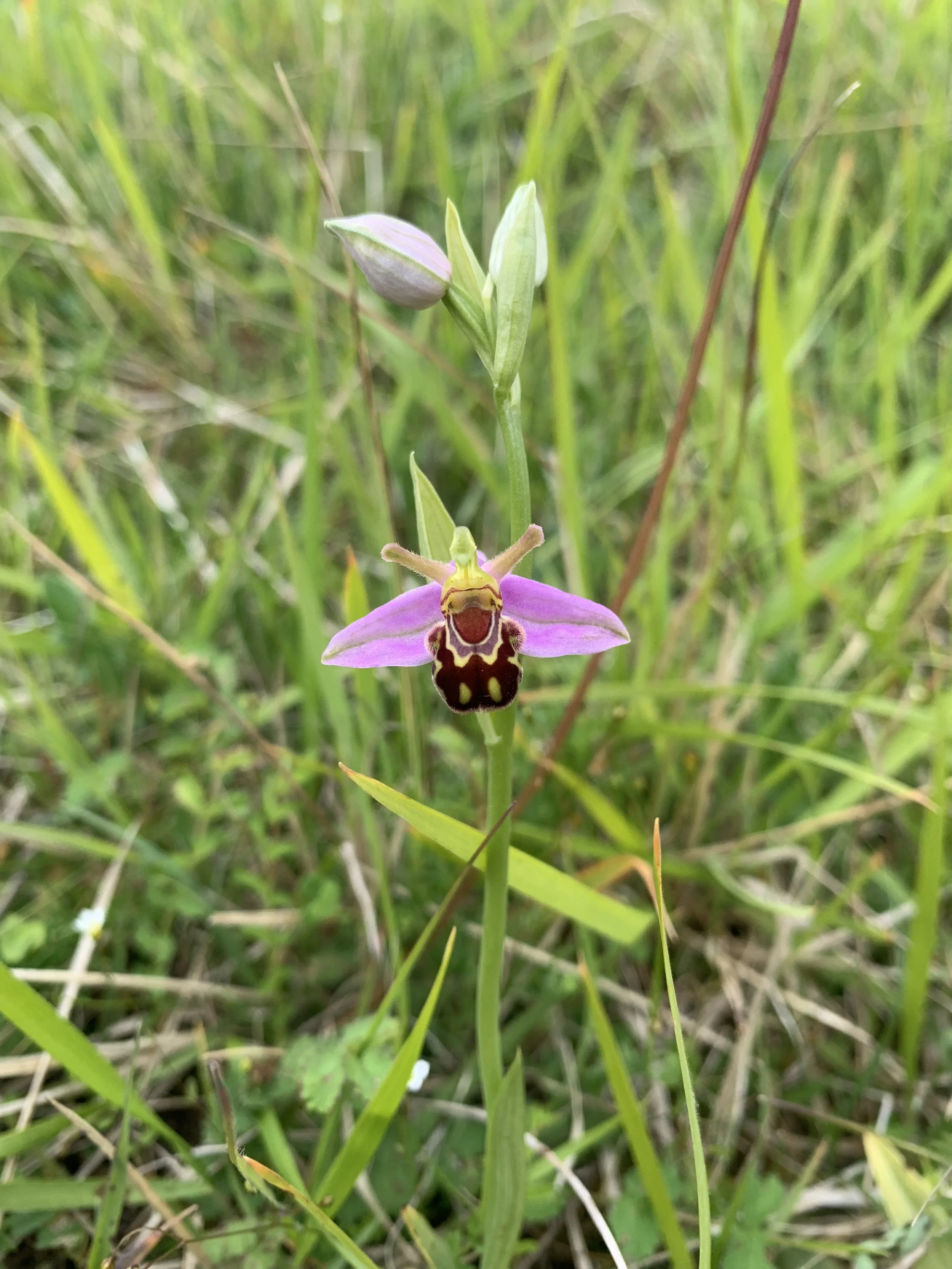 Bee Orchid
