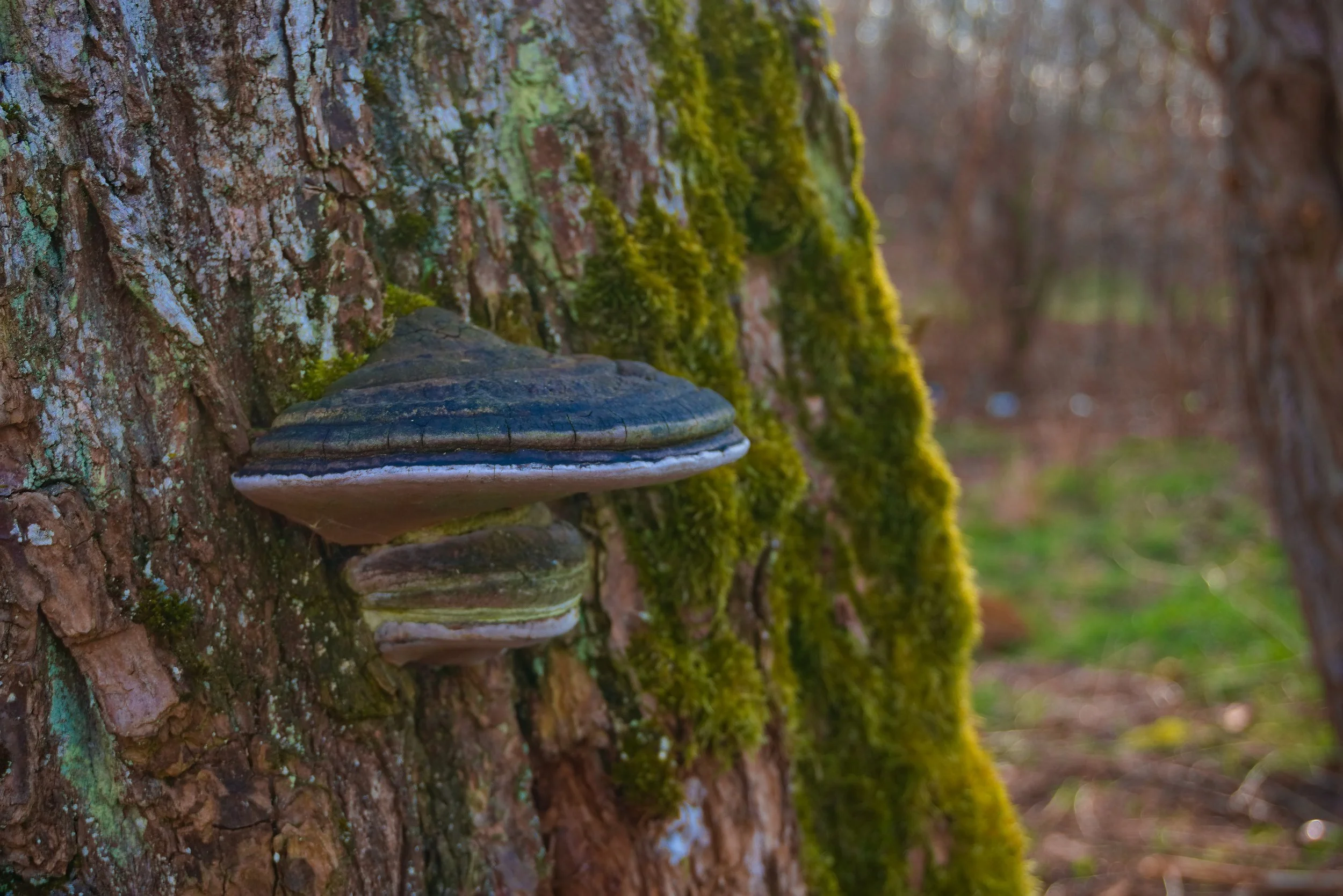 5 Ways Chaga Can Boost Your Overall Health and Wellness