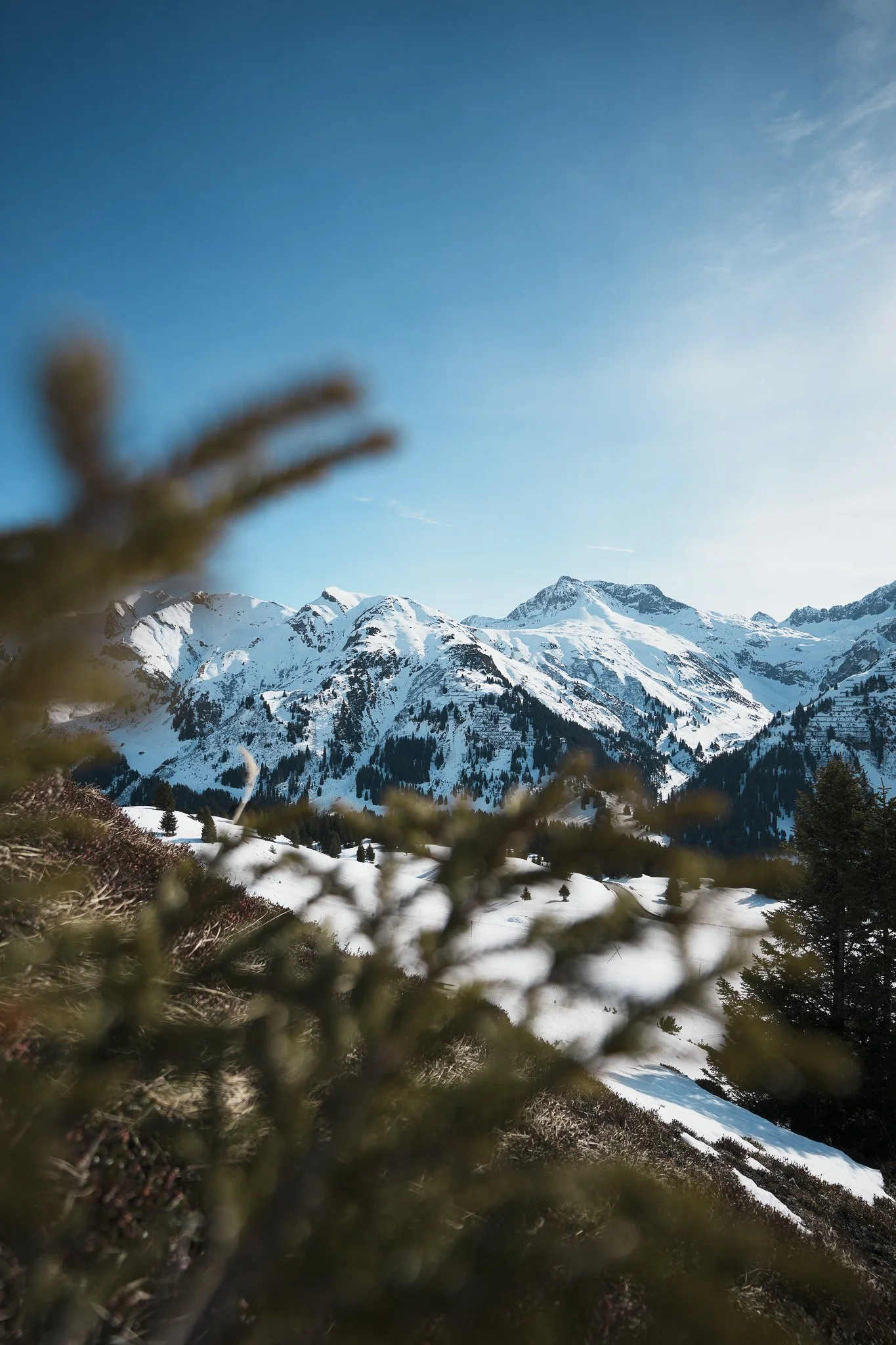 Bergkette mit schneebedeckten Gipfeln, im Vordergrund Gräser und Büsche, blauer Himmel mit wenigen Wolken.