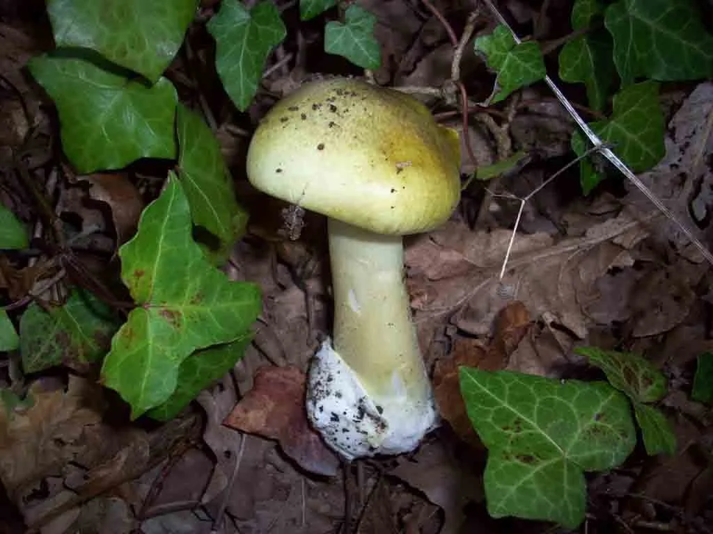 Death Caps — Fungi Forays