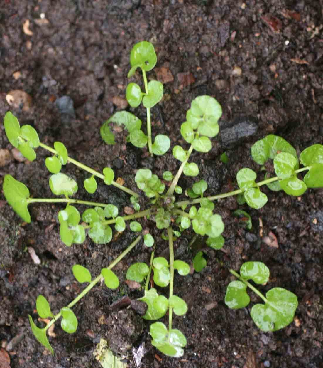 Hairy bittercress