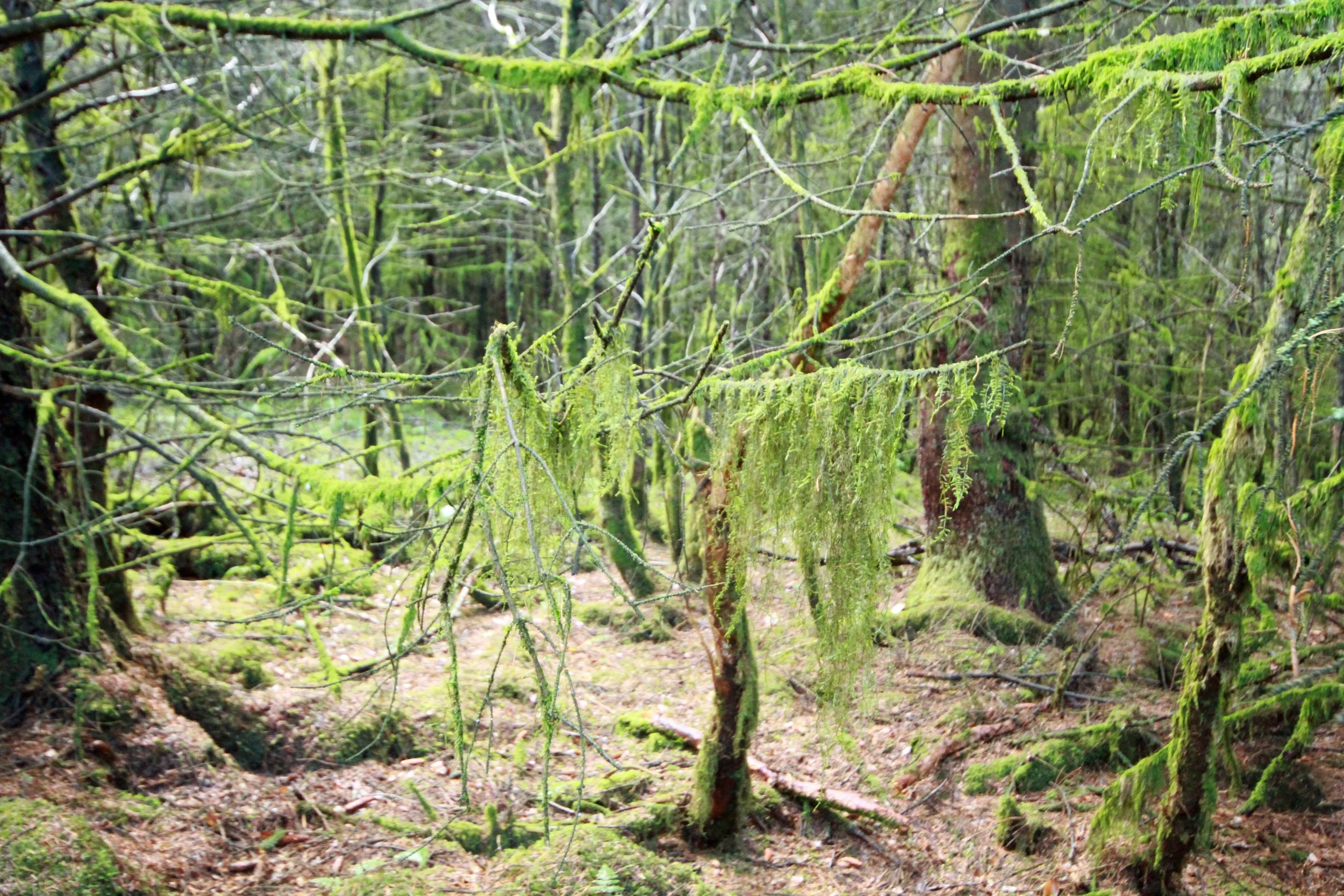 Is it a plant? Is it a mushroom?