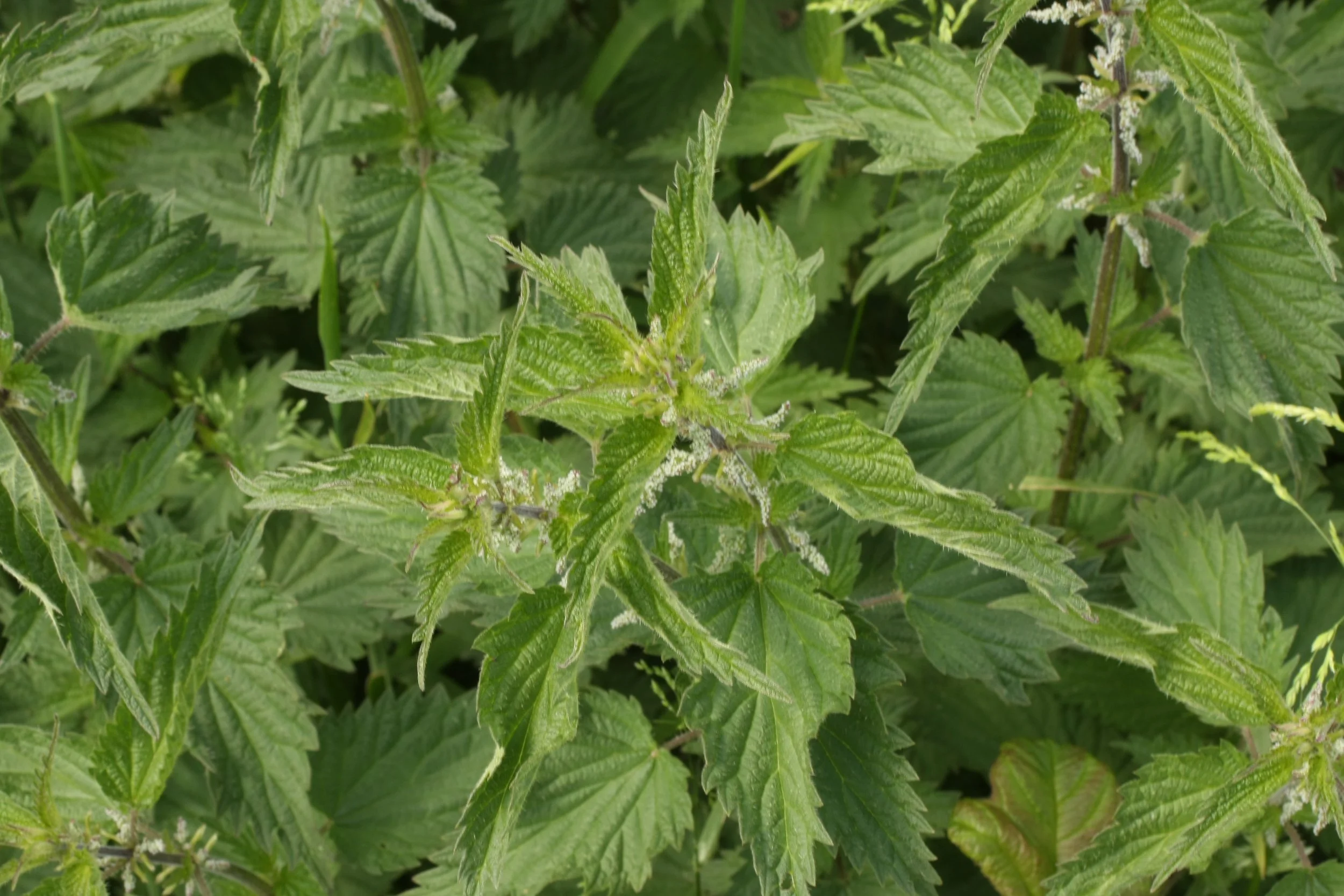 Nettles: friend, not foe