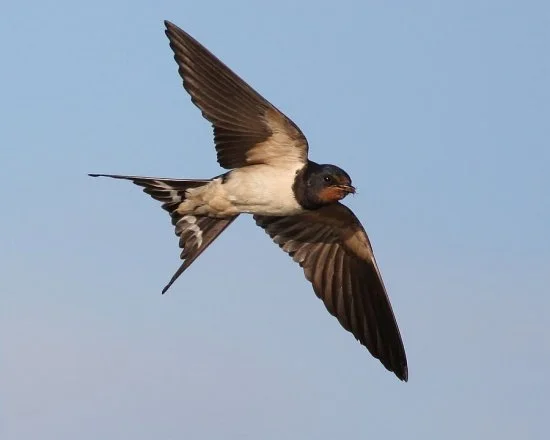One swallow does a summer make
