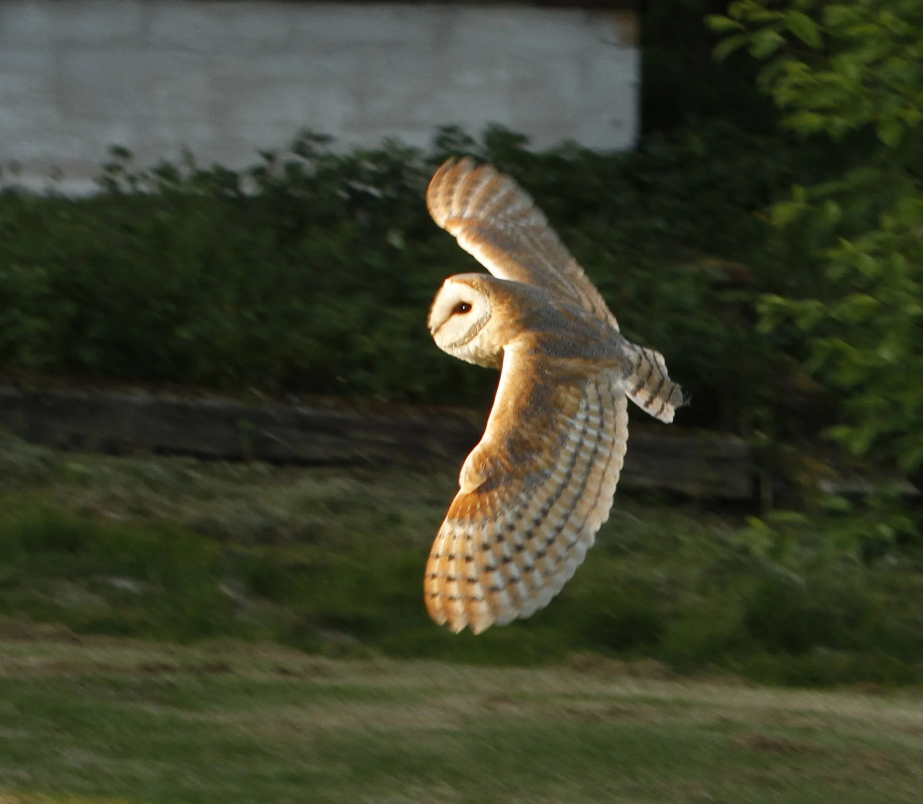 Barn owl
