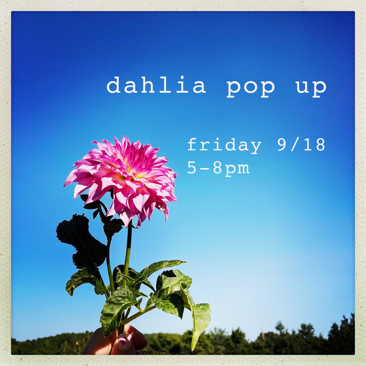 Dahlia Pop-up with J Bee Studios