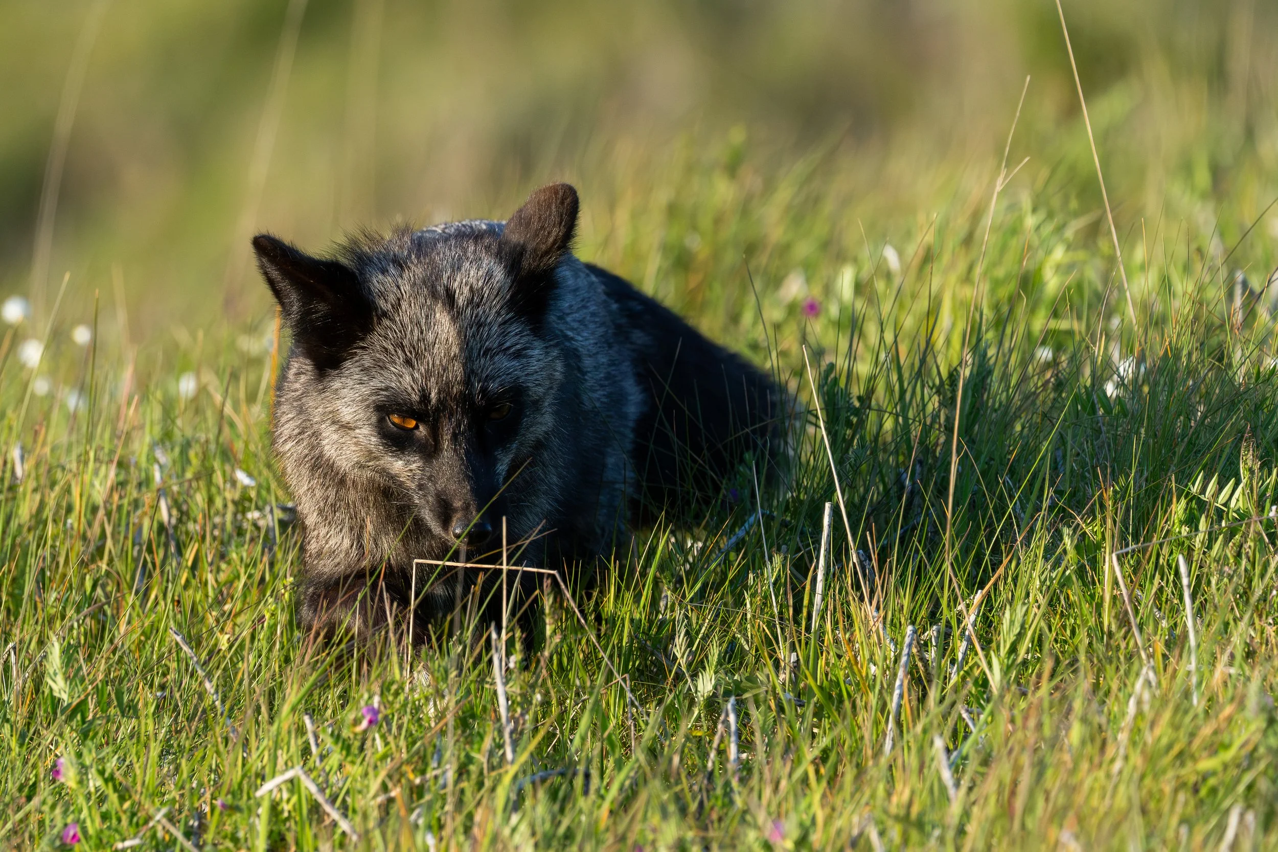 thisonepleasee.jpg