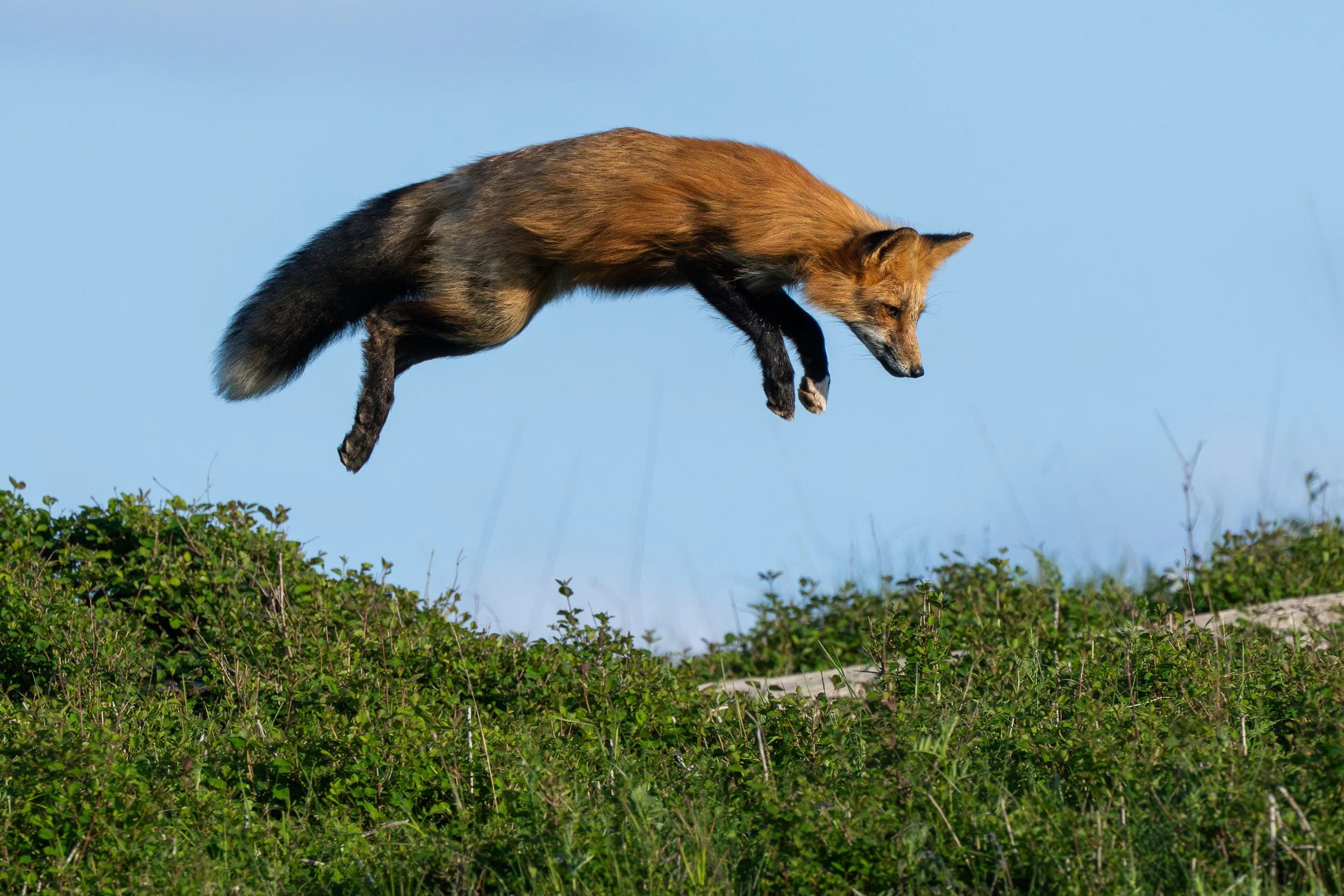 foxitup.jpg