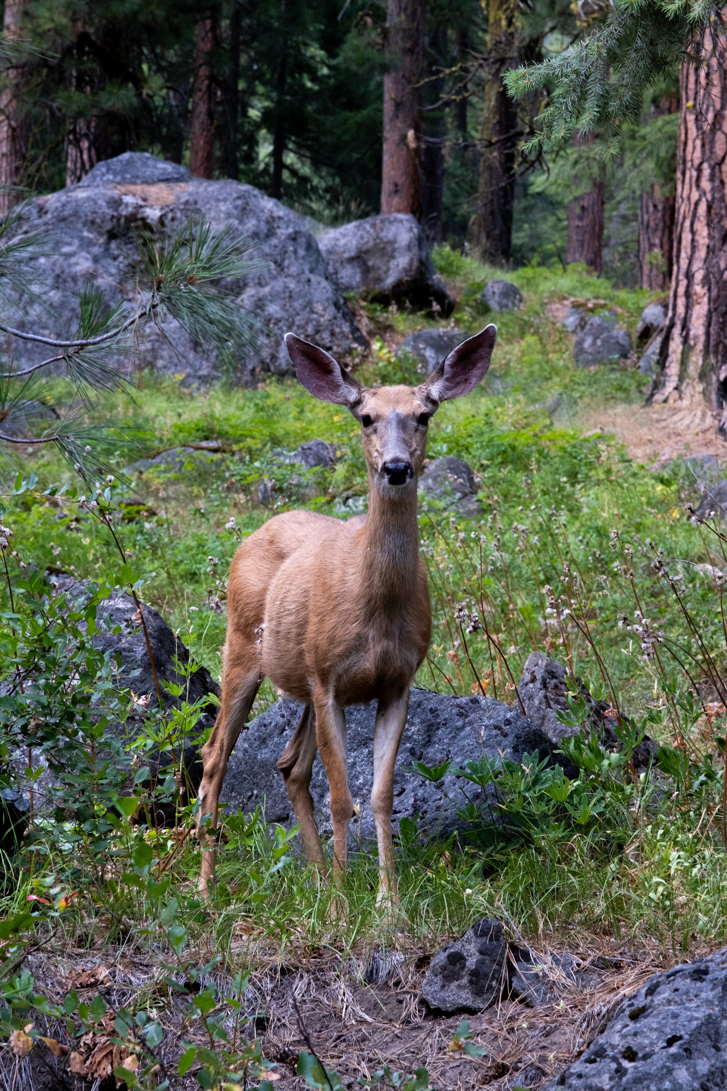 Mule Deer
