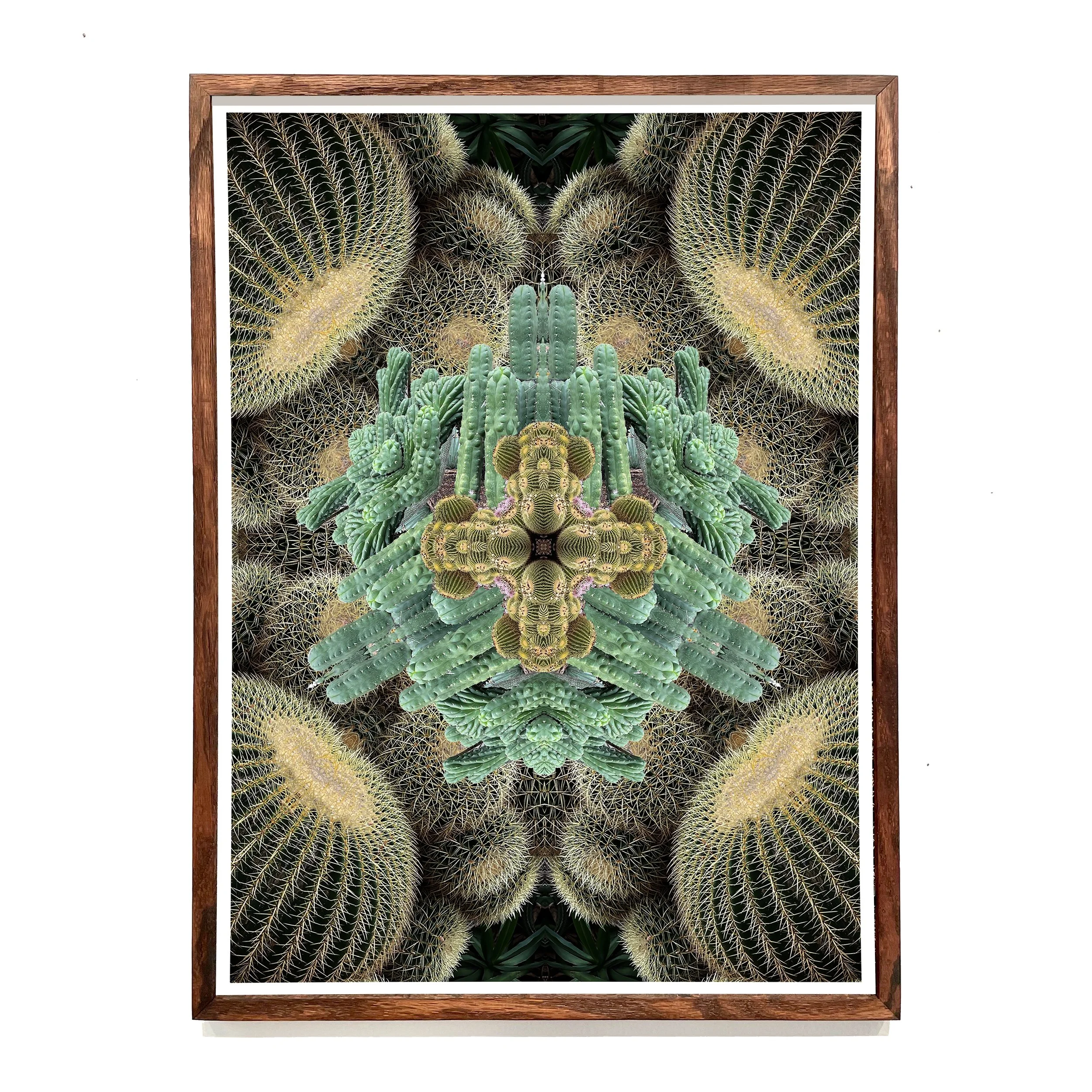 Cacti