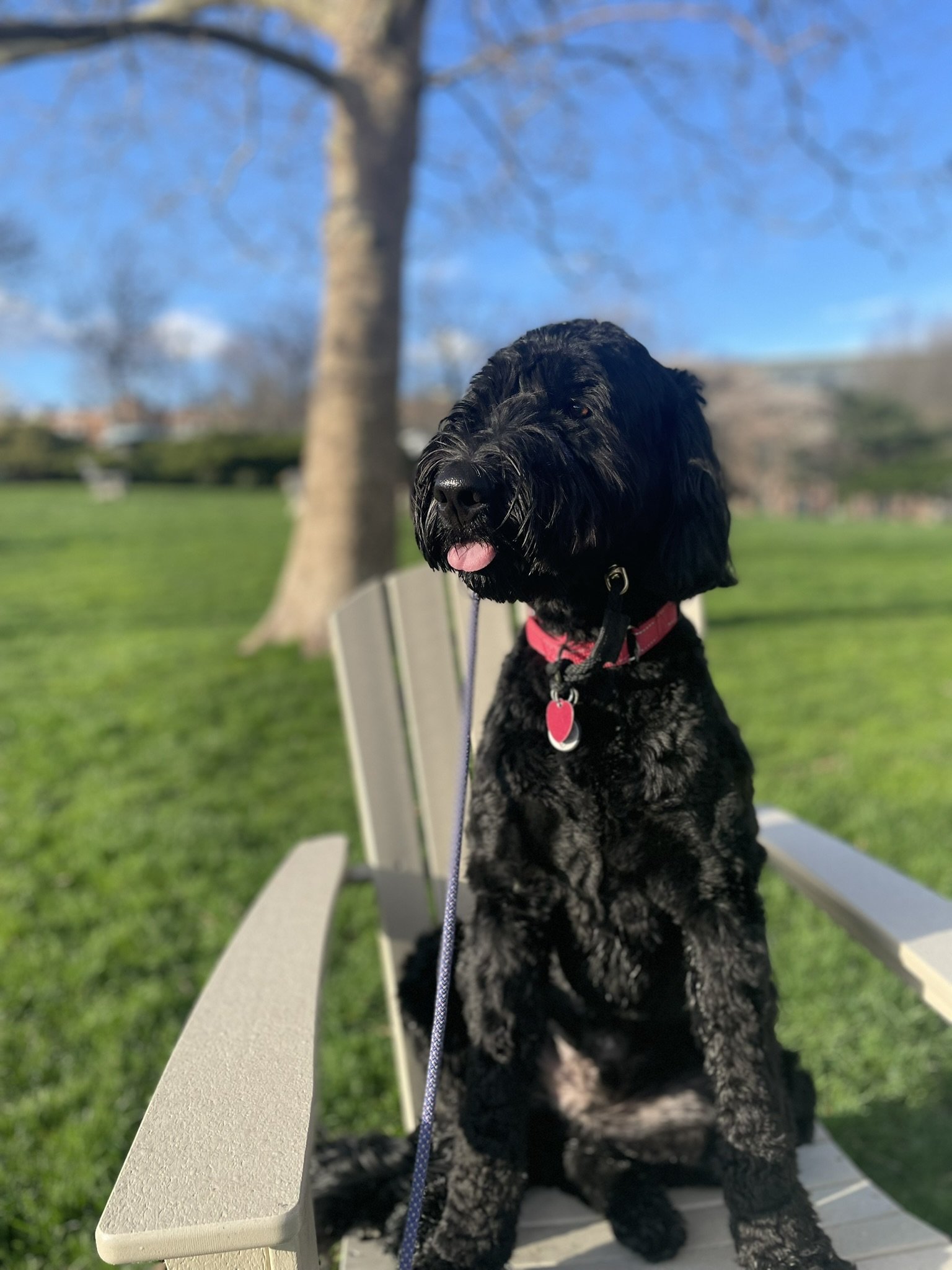 Ollie