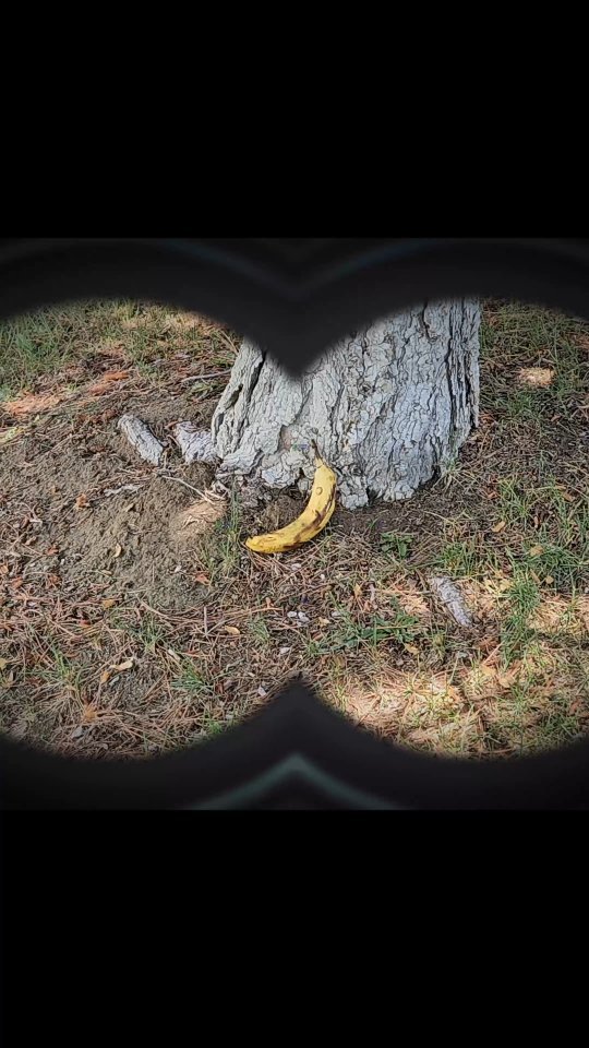 Why play with Banana? Play Bonanza!
Come get your copy of Donkey Kong Bonanza at any of your local Level 7 Games before they are all gobbled up!!