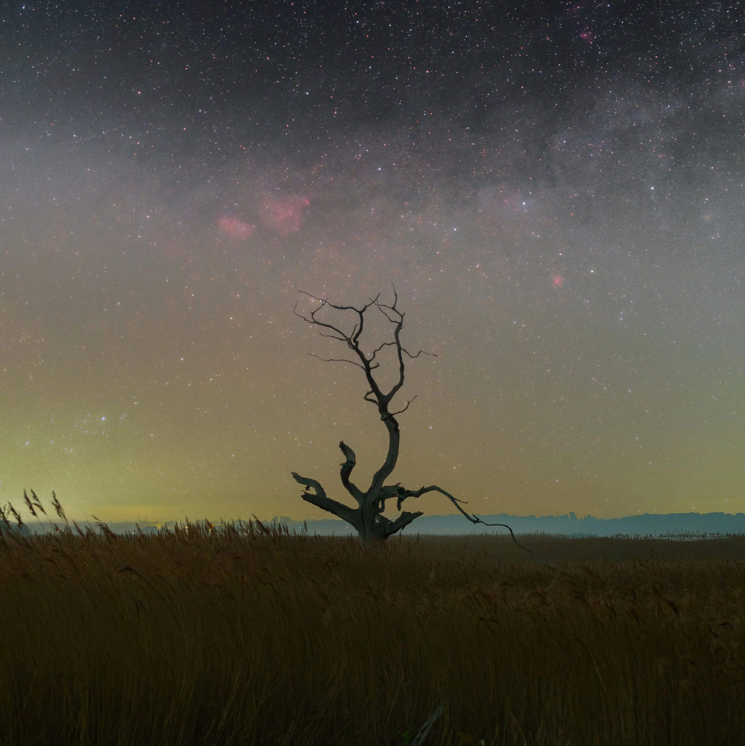 20250430 Iken Tree Cassiopeia-Perseus.jpg
