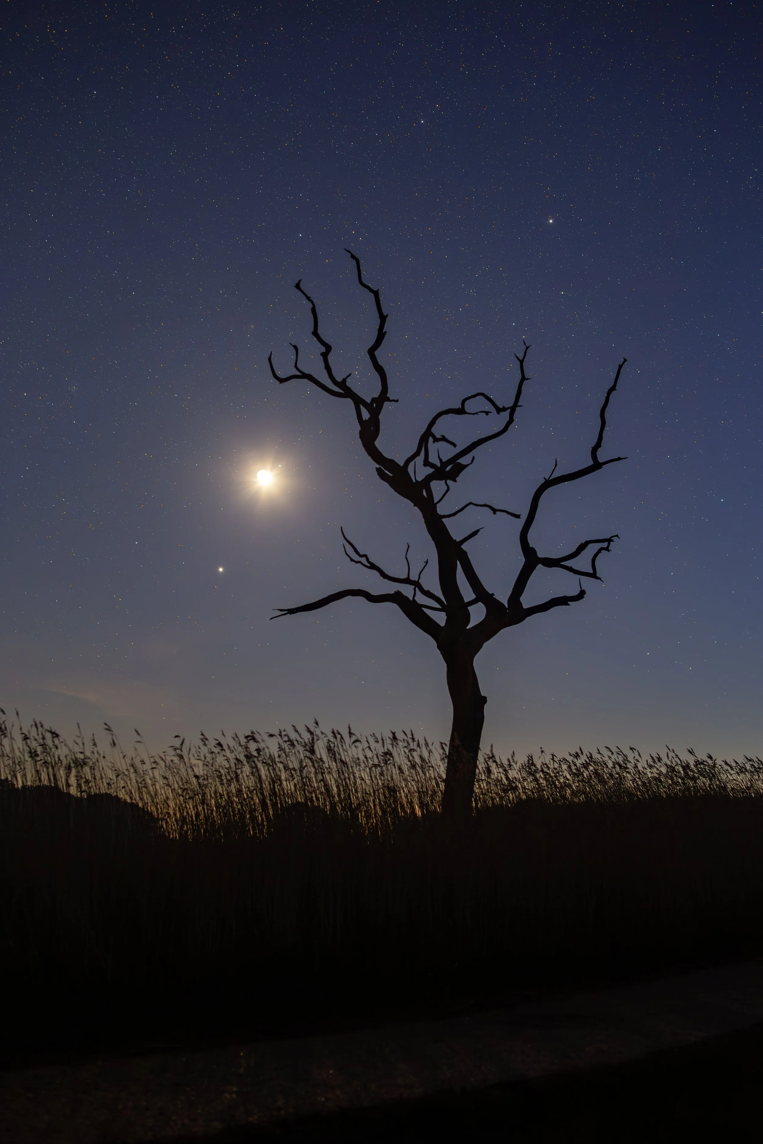 20250430 Iken Moonset Tree.jpg