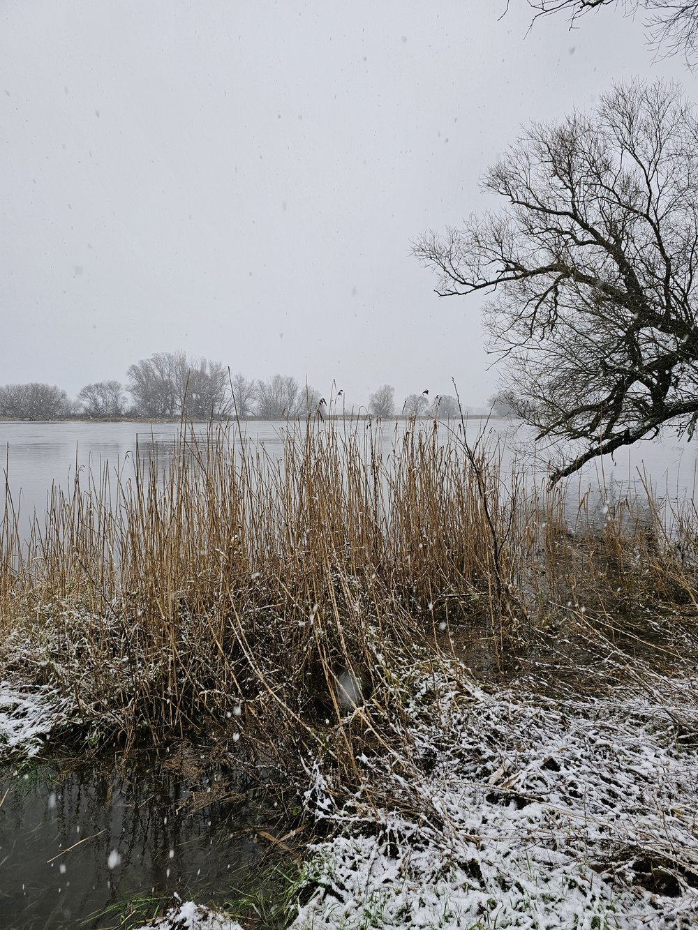 The flooded lower banks of the Elbe River