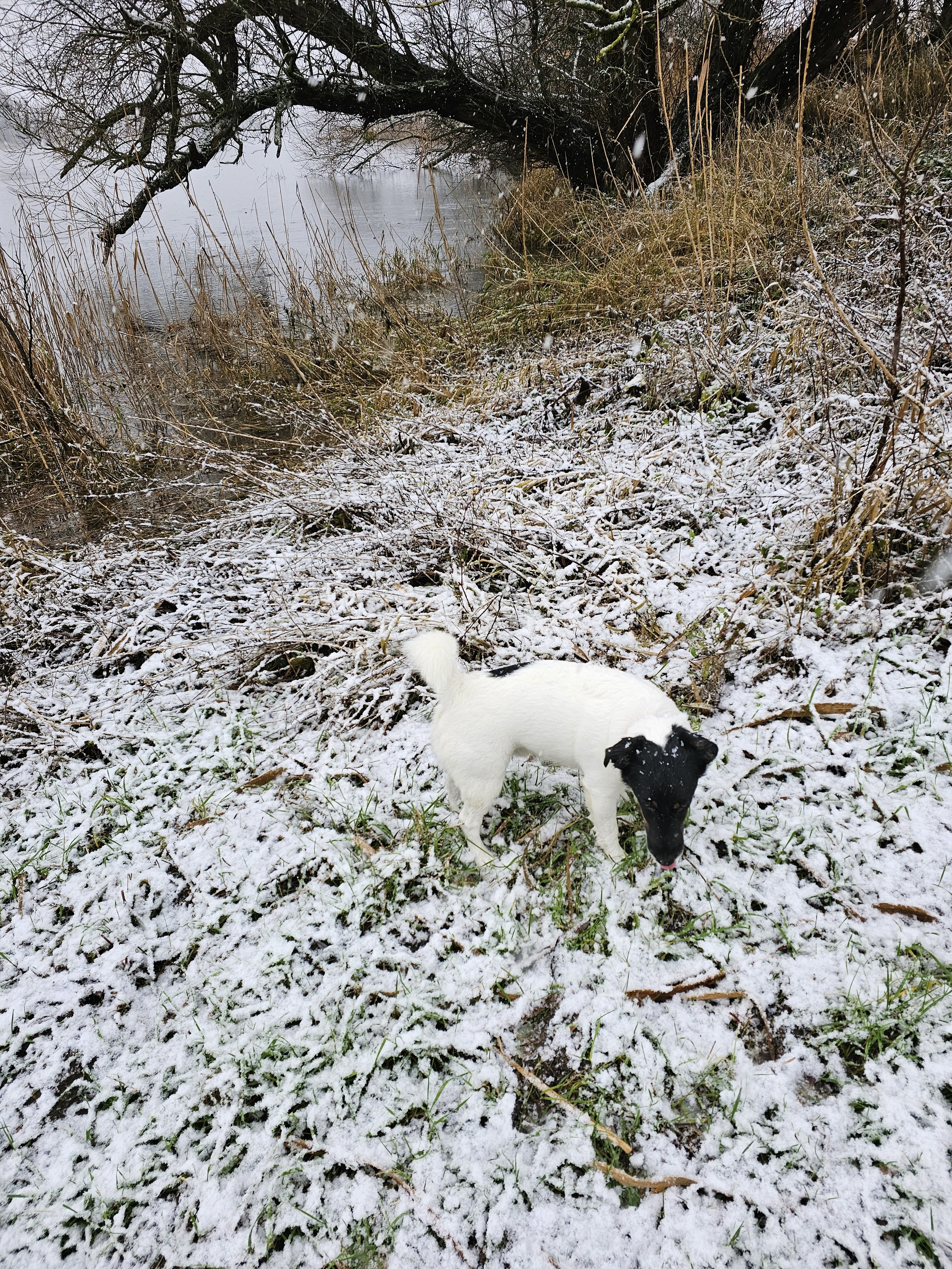 The Rocket Dog on the riverbank of the Elbe.