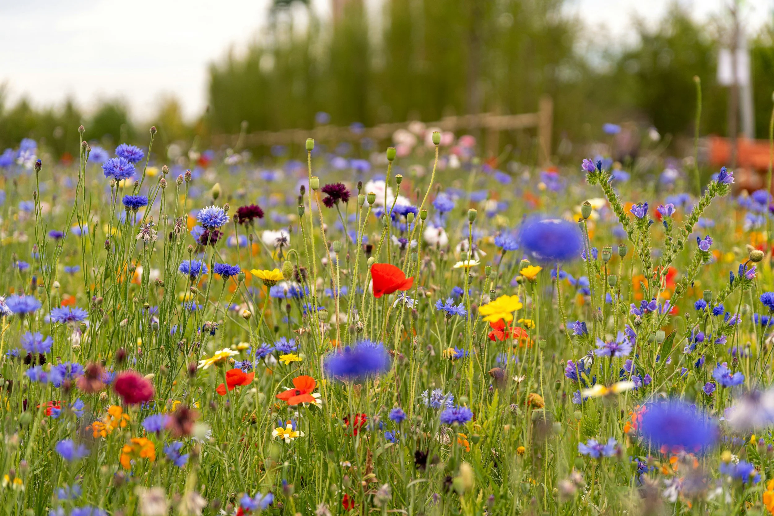 Natural Burial in the Seacoast - at Madbury Public Library