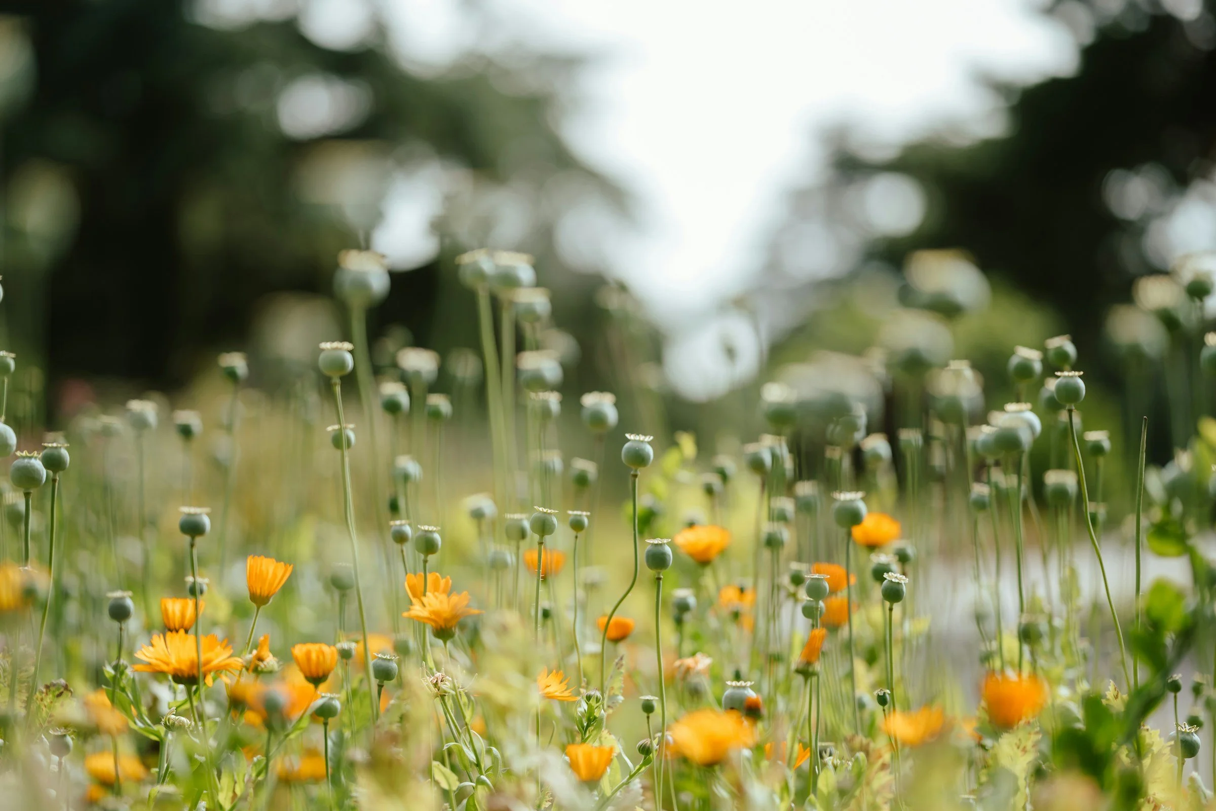 poppies and flowers in a field