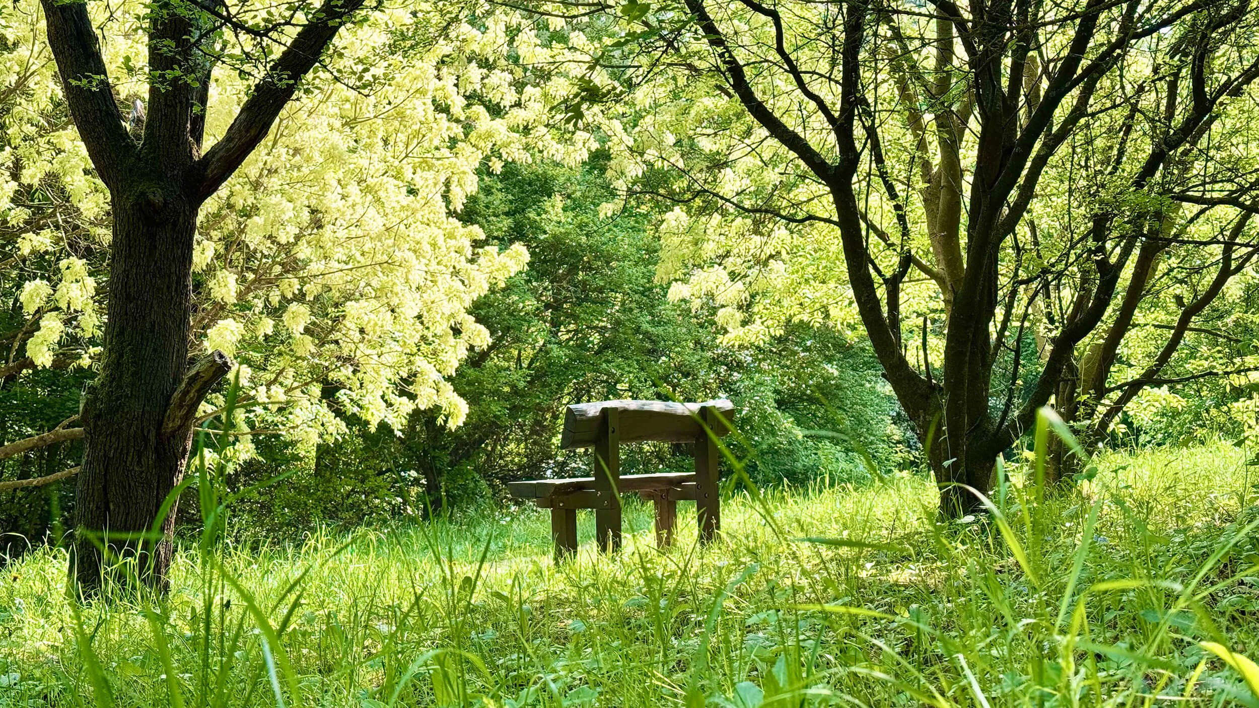 peaceful bench in a natural setting